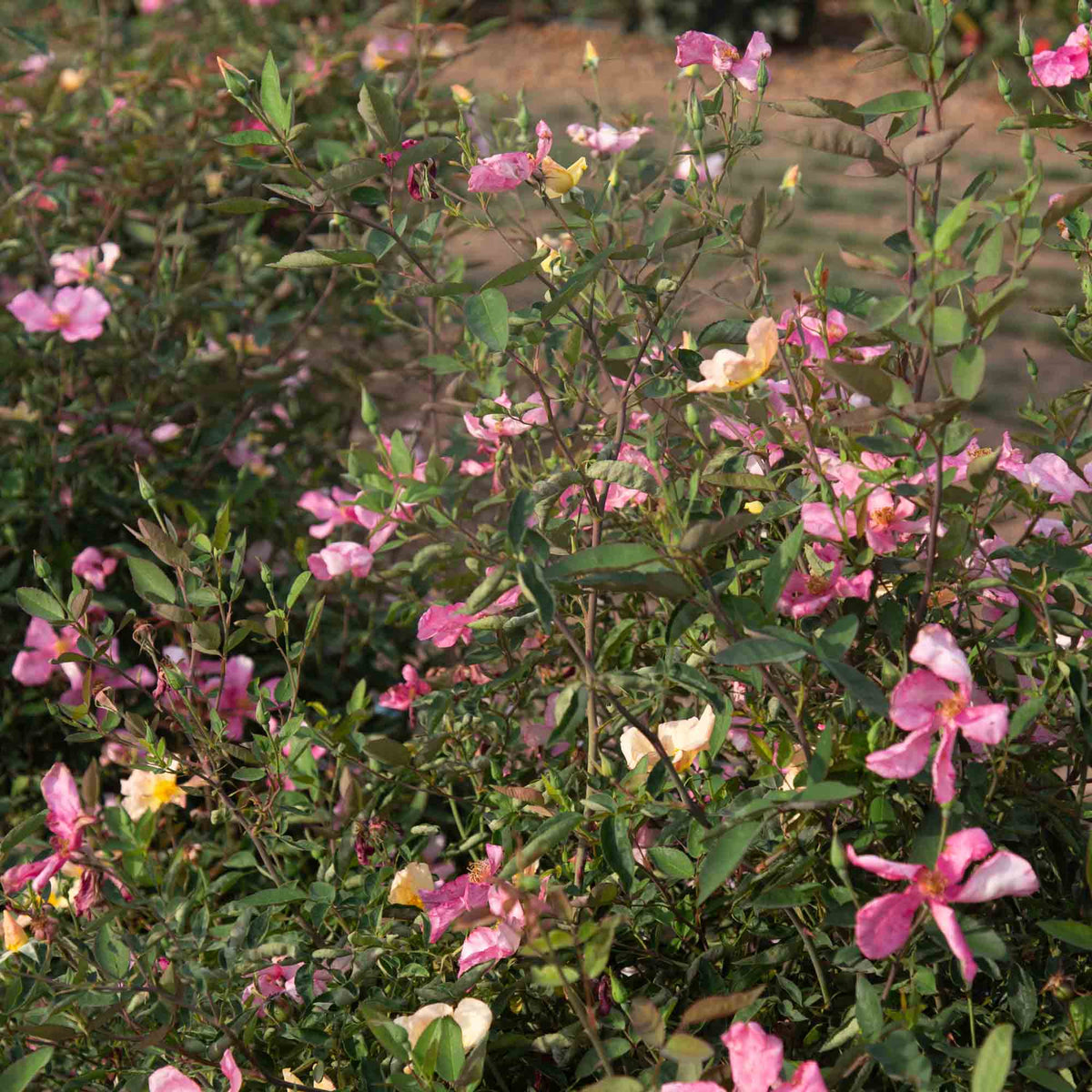 Mutabilis