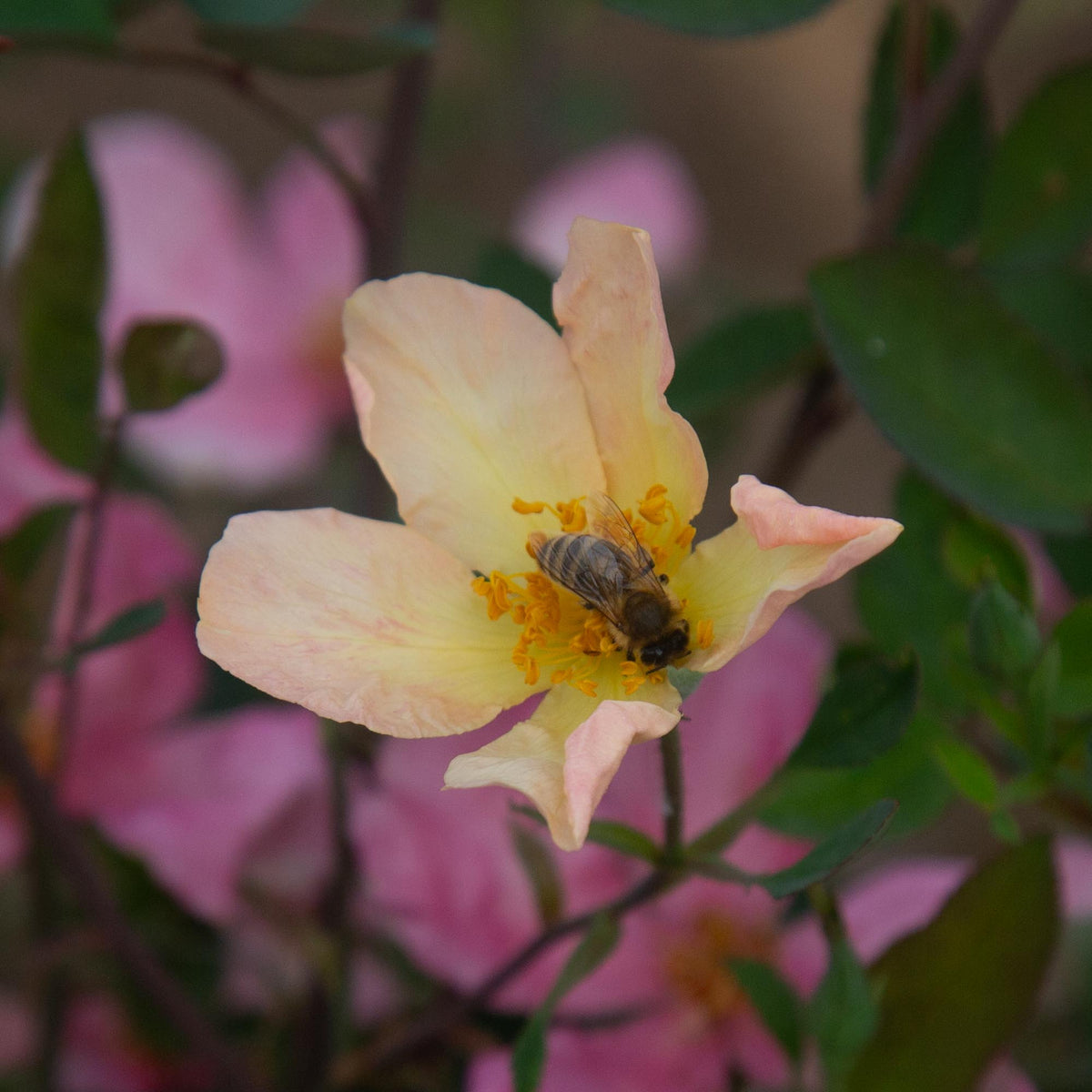 Mutabilis