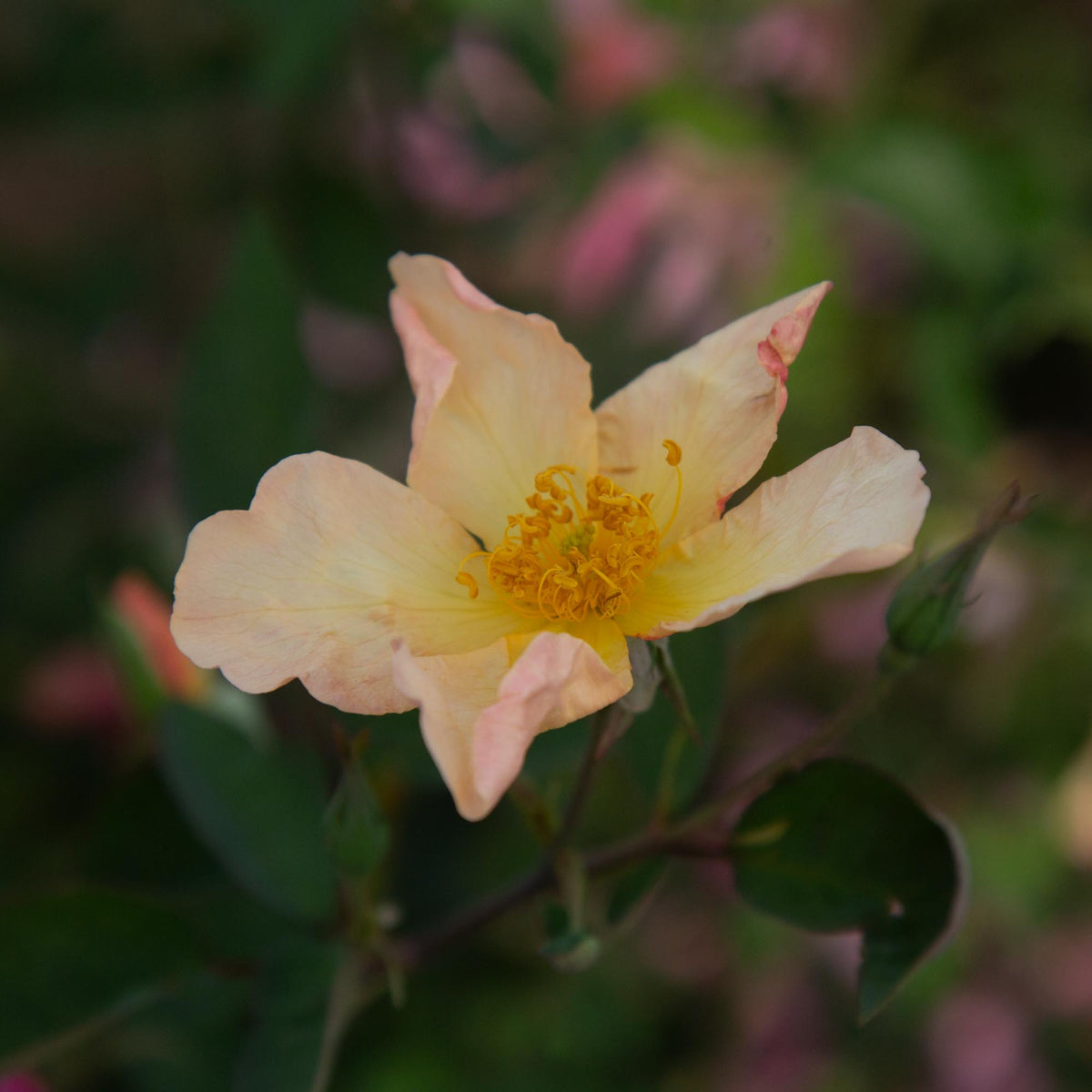 Mutabilis
