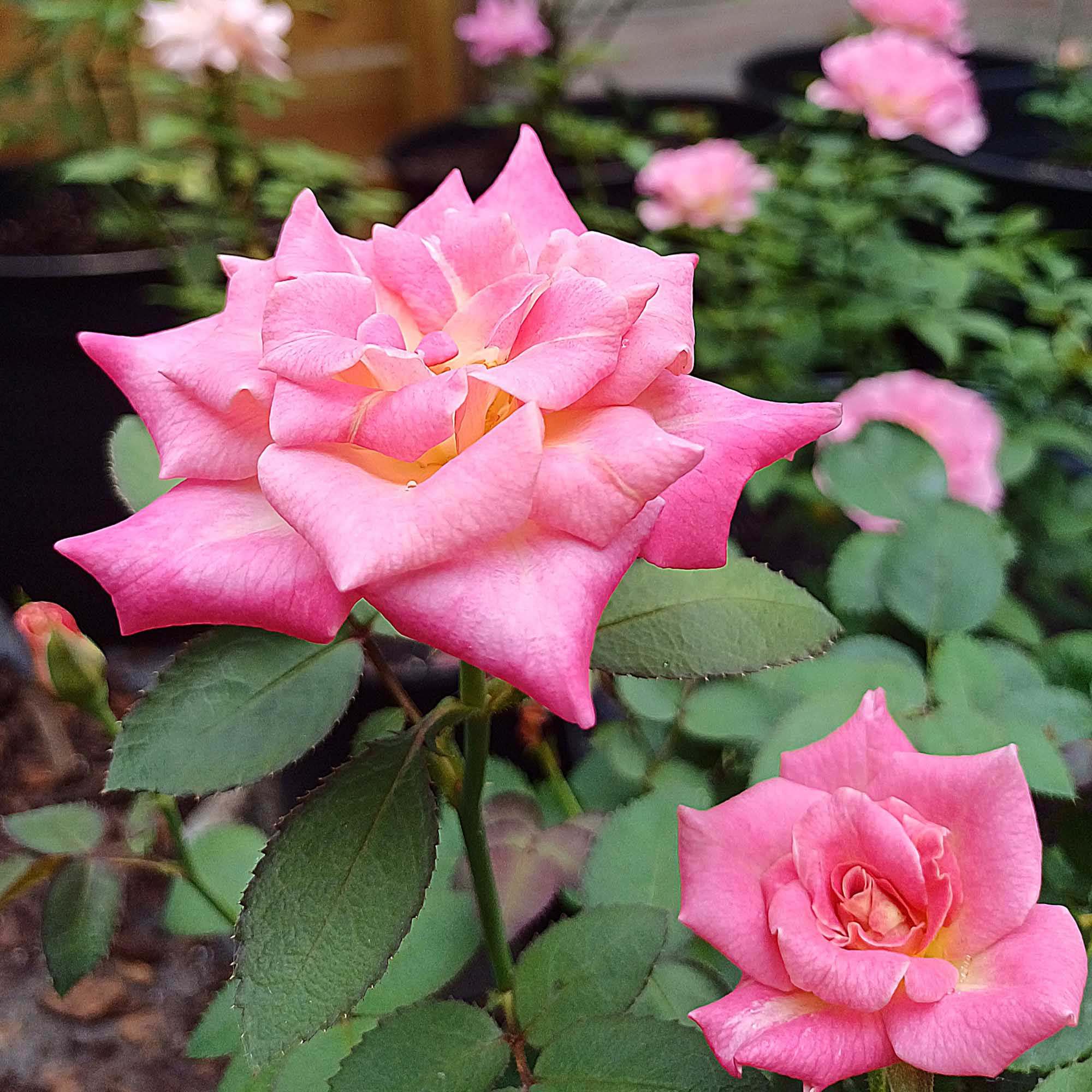 Muzi-Lucia Hybrid Tea Rose | Heirloom Roses
