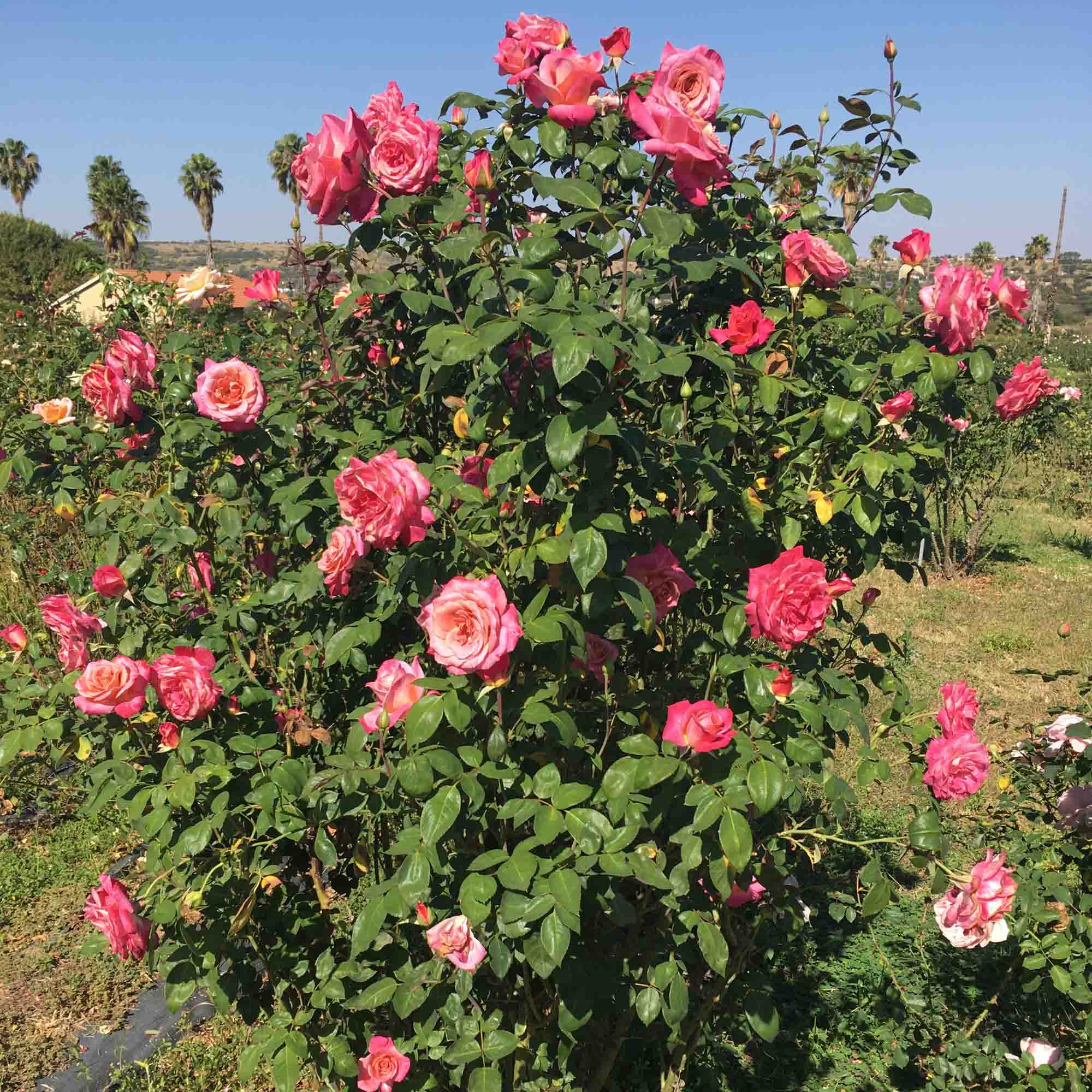♡Rose rose♡ Muzi-Lucia Hybrid Tea Rose | Heirloom Roses