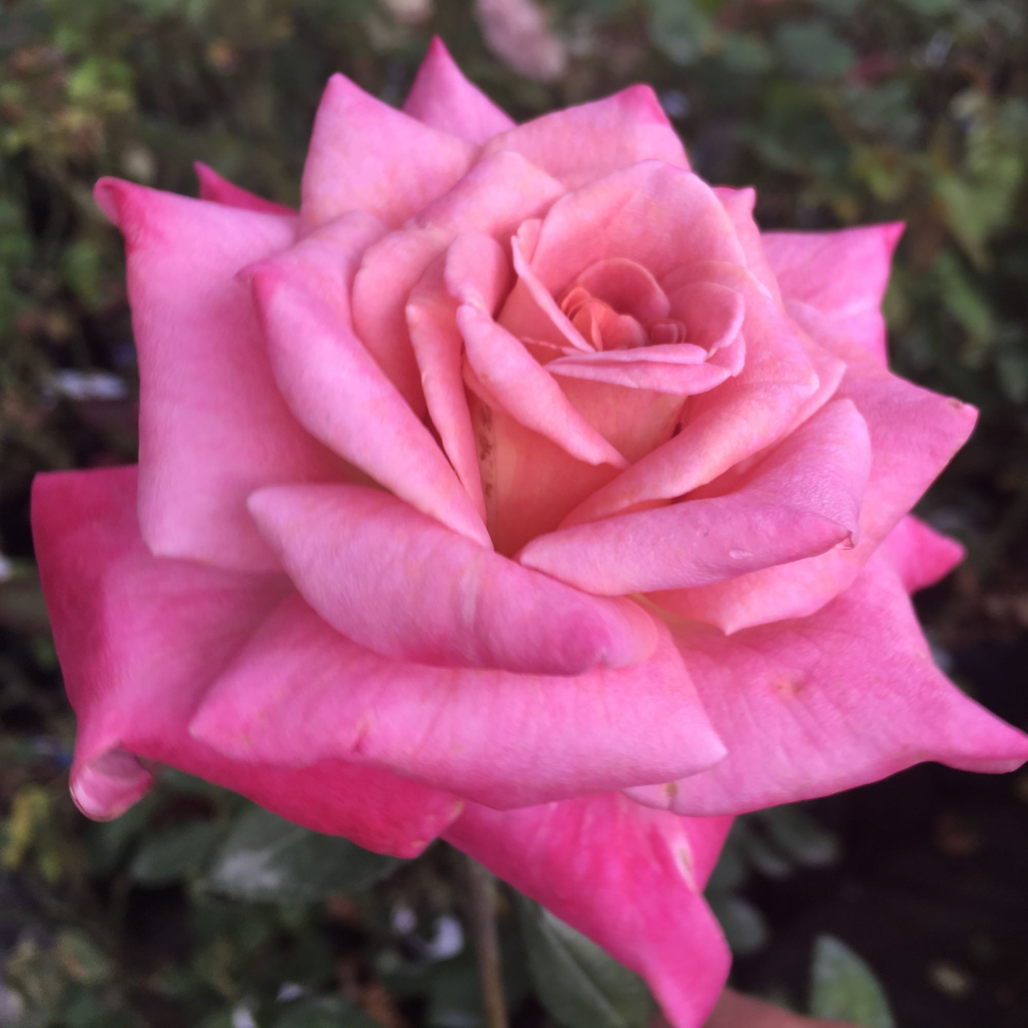 Muzi-Lucia Hybrid Tea Rose | Heirloom Roses
