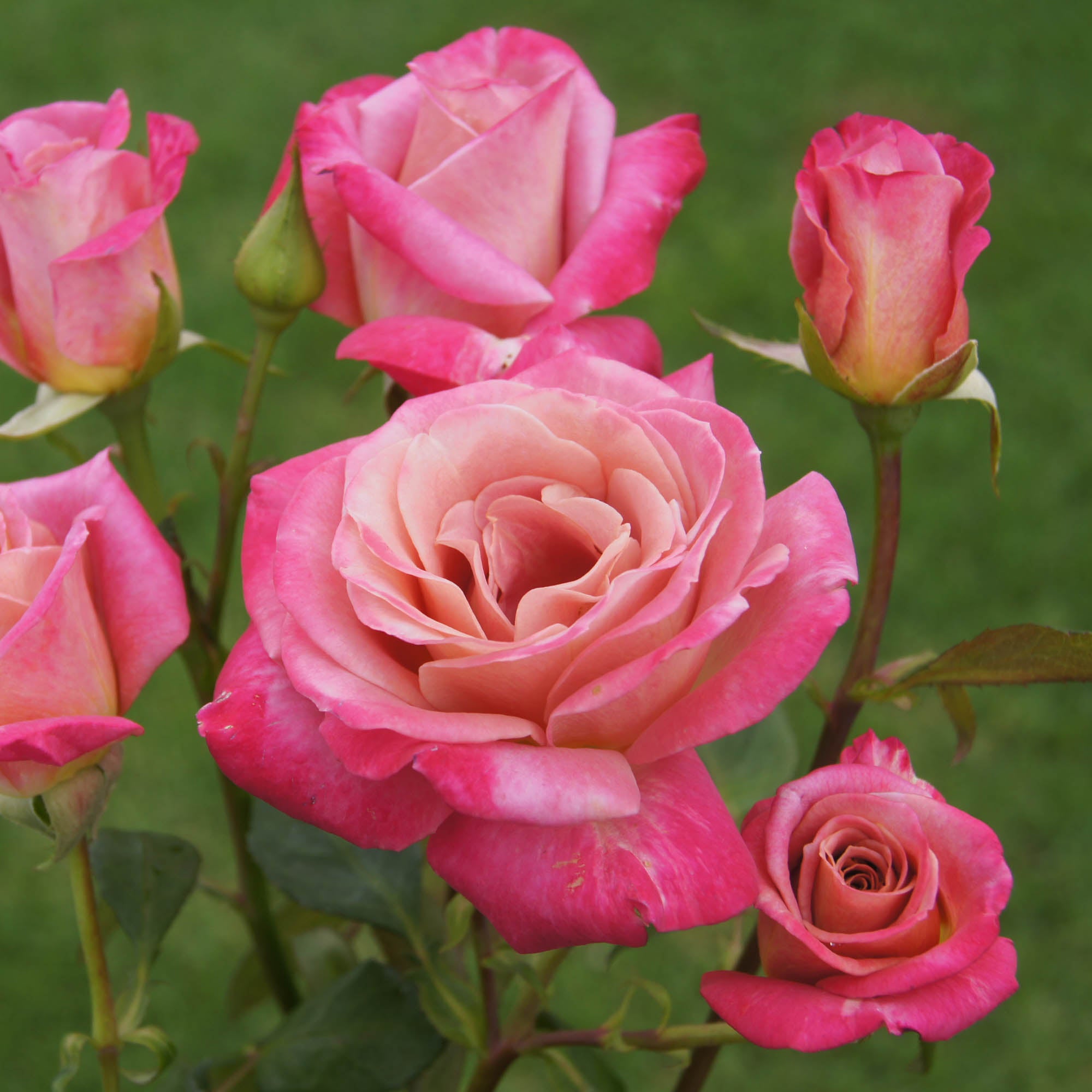 ♡Rose rose♡ Muzi-Lucia Hybrid Tea Rose | Heirloom Roses
