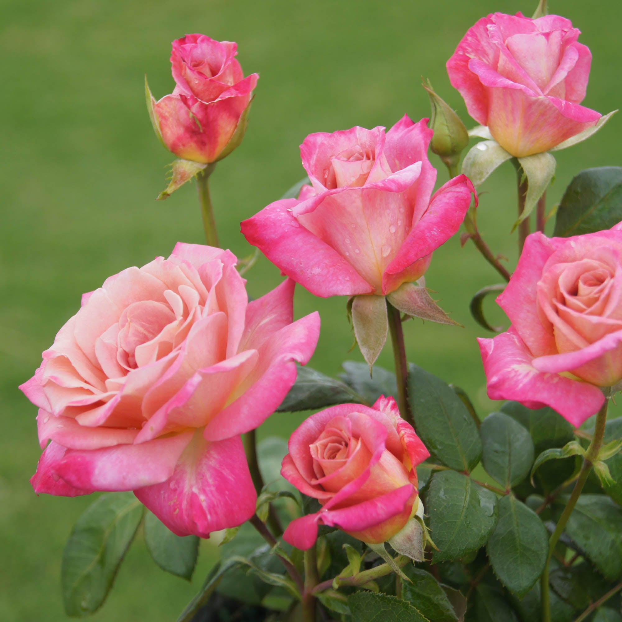 Muzi-Lucia Hybrid Tea Rose | Heirloom Roses