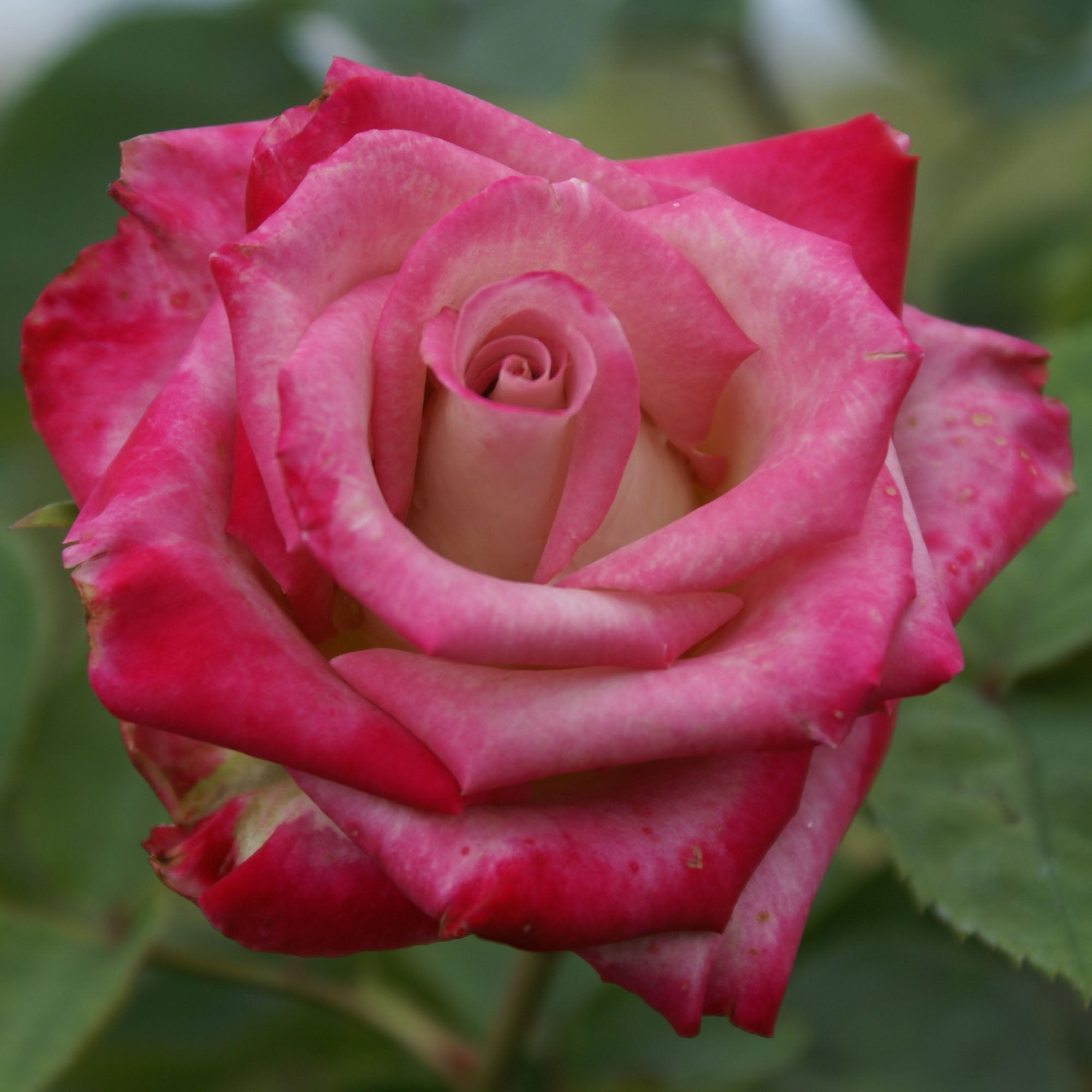 Muzi-Lucia Hybrid Tea Rose | Heirloom Roses