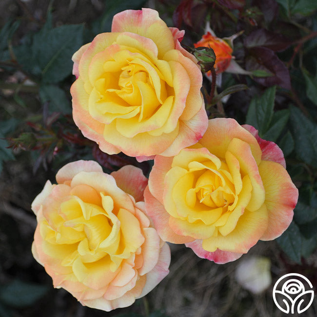 Night Light Climbing Rose | Colorful Rose Bush – Heirloom Roses