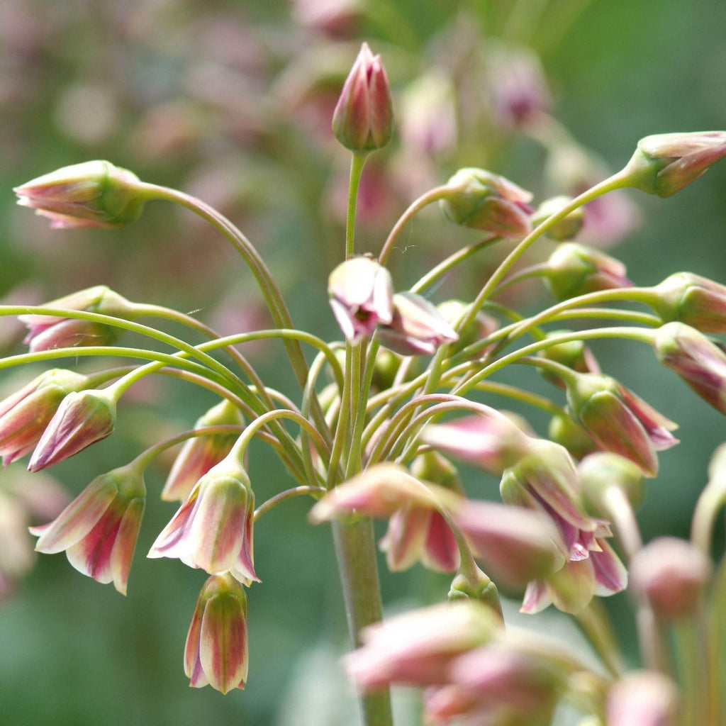 Nectaroscordum