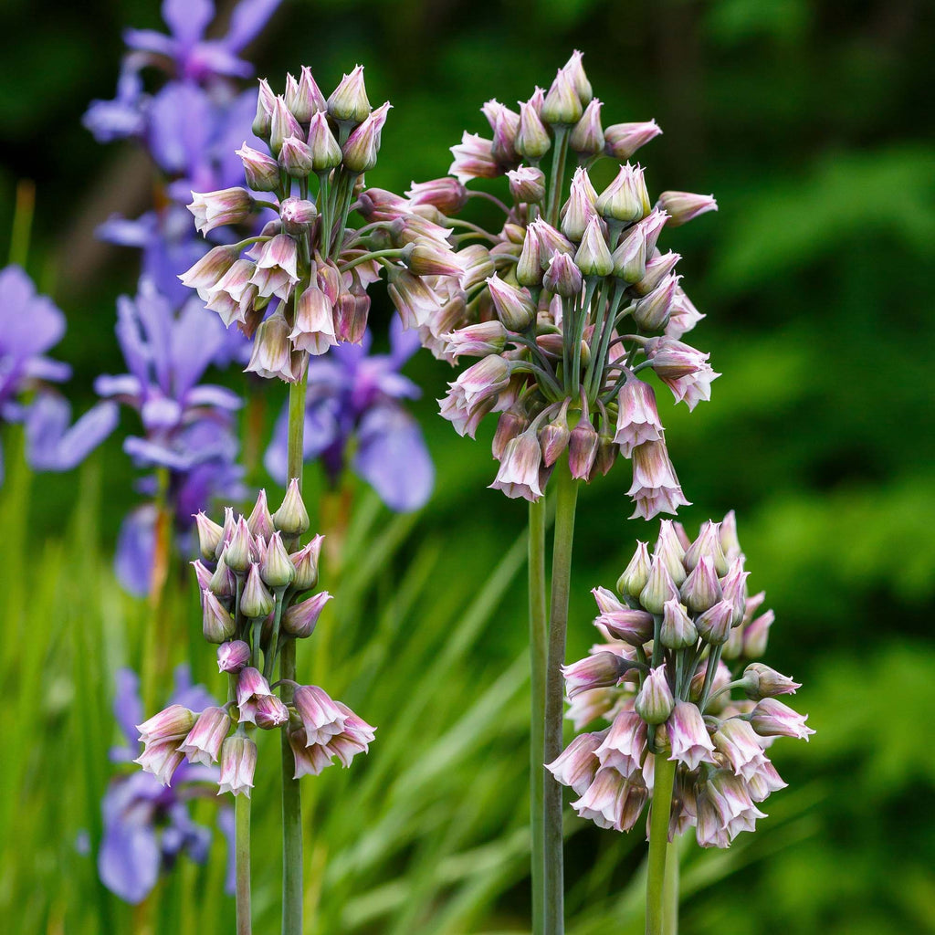 Nectaroscordum