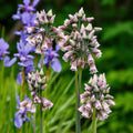 Nectaroscordum