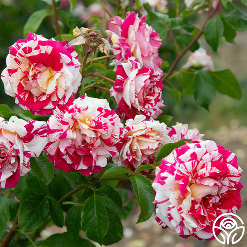 neil diamond rose seeds Neil Diamond