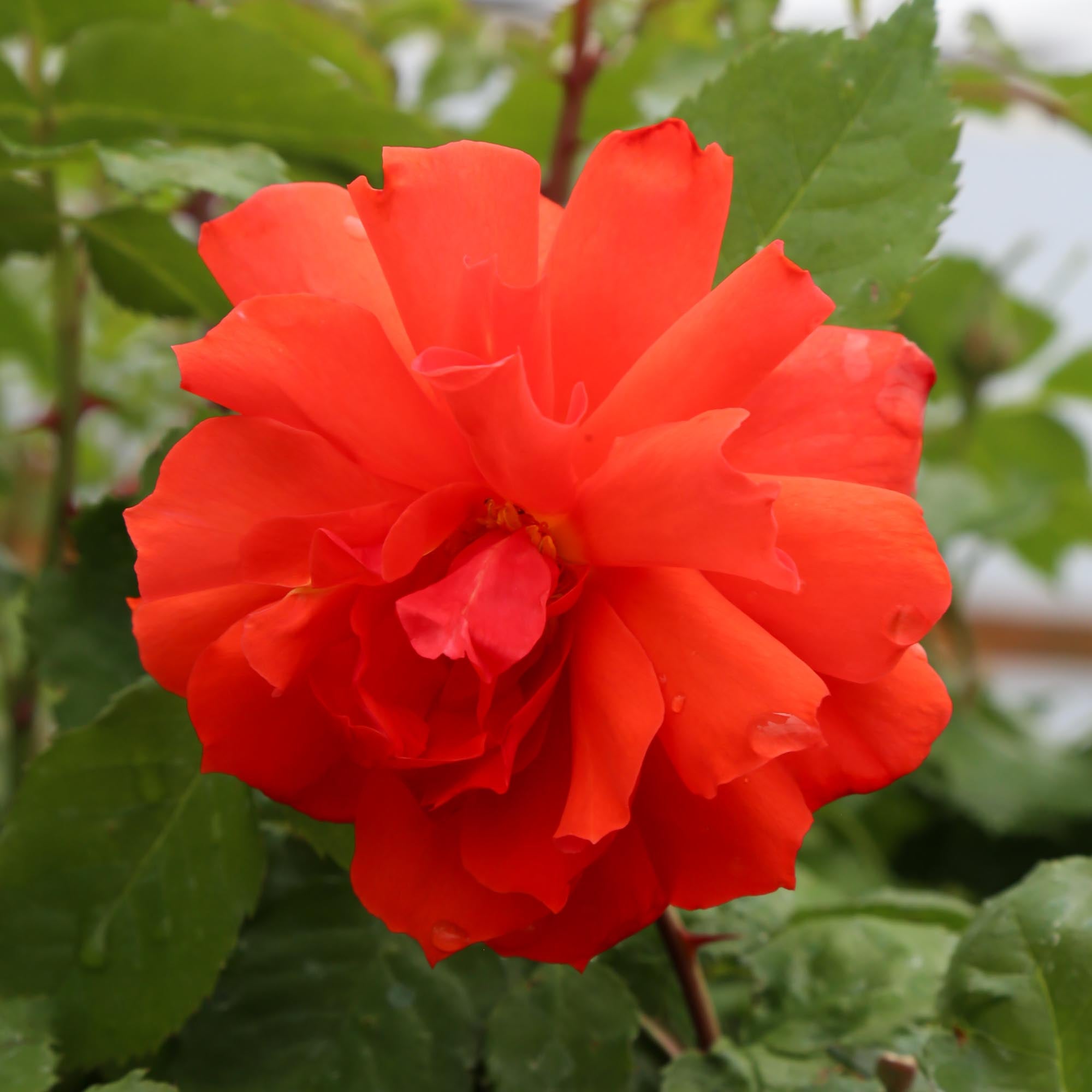 Nelson Mandela | Orange Floribunda Rose Bush – Heirloom