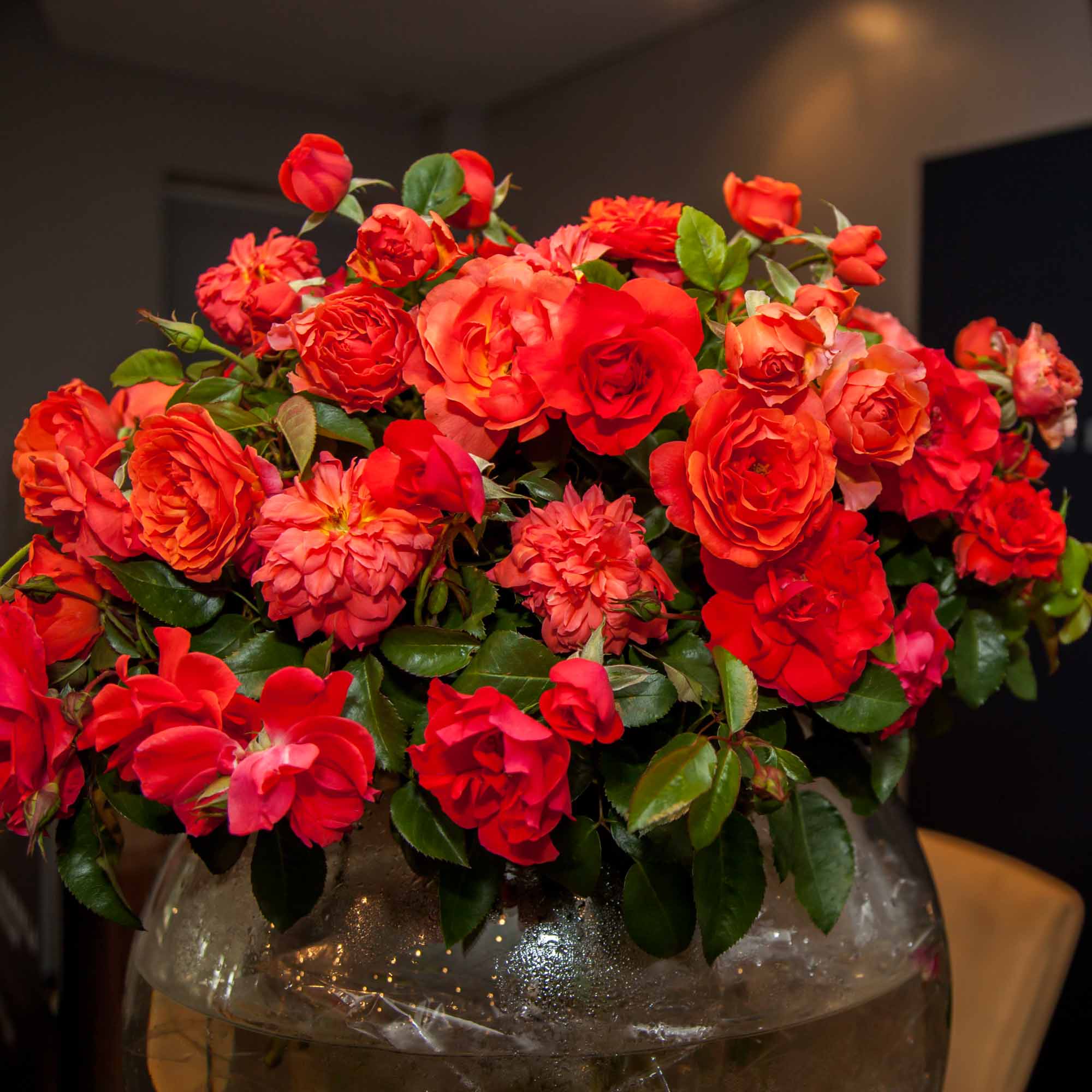 Nelson Mandela | Orange Floribunda Rose Bush – Heirloom