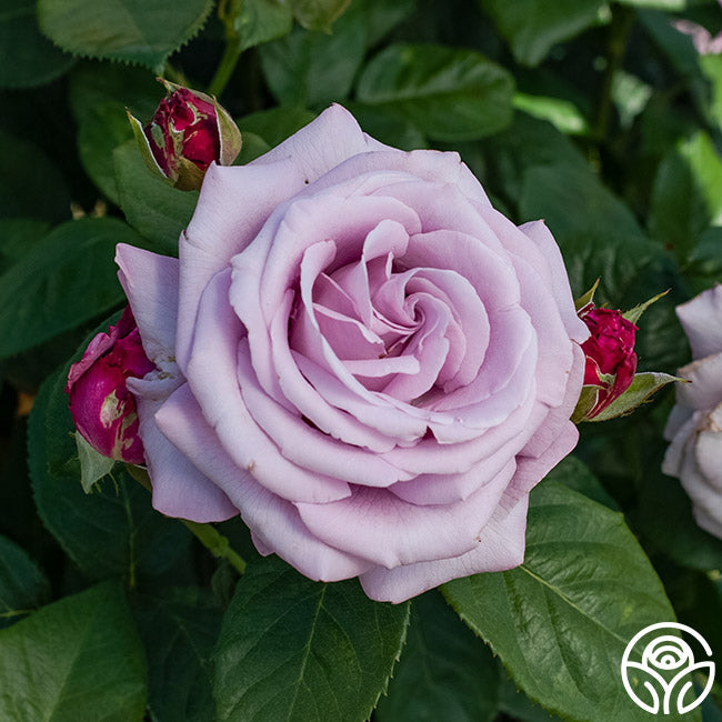 Neptune Hybrid Tea Rose | Purple Rose Plant – Heirloom