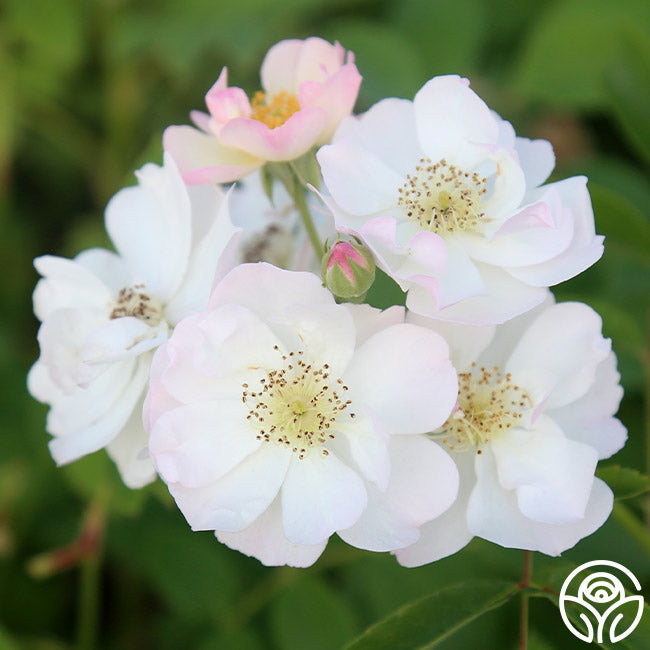 Never Forget Rose® | White Hybrid Musk Rose Bush – Heirloom Roses
