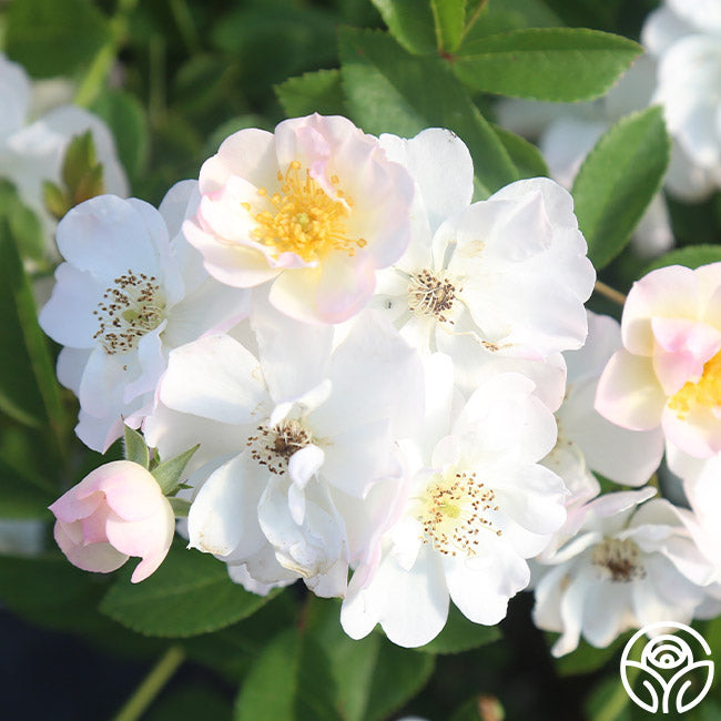 Never Forget Rose® | White Hybrid Musk Rose Bush – Heirloom