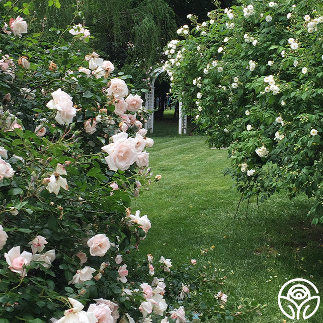 Nd Roses New Dawn Rose - Pink Climbing Roses - Fragrant Rose Plants – Heirloom Roses