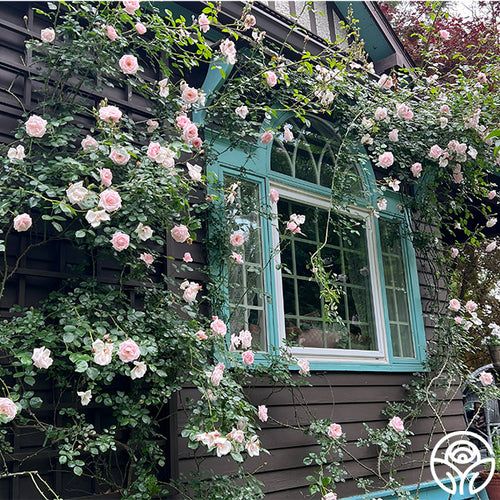 new dawn rose seeds Heirloom Roses Pink Rose Bush