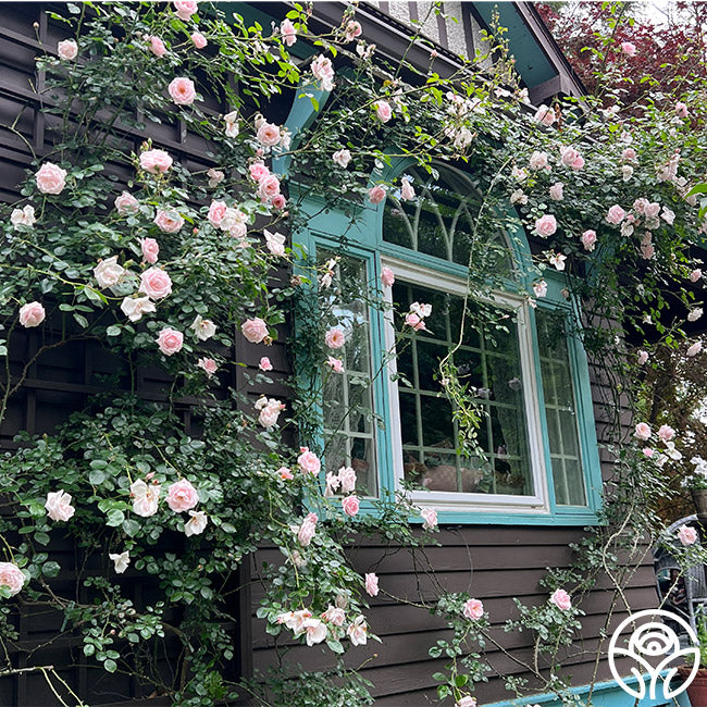 Nd Roses New Dawn Rose - Pink Climbing Roses - Fragrant Rose Plants – Heirloom Roses