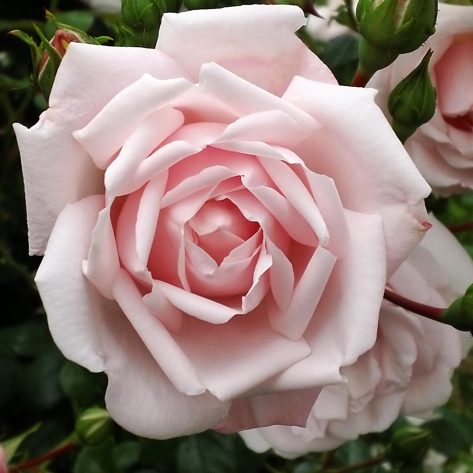 Seventh Heaven Hybrid Tea Rose | Fragrant Rose Bush – Heirloom