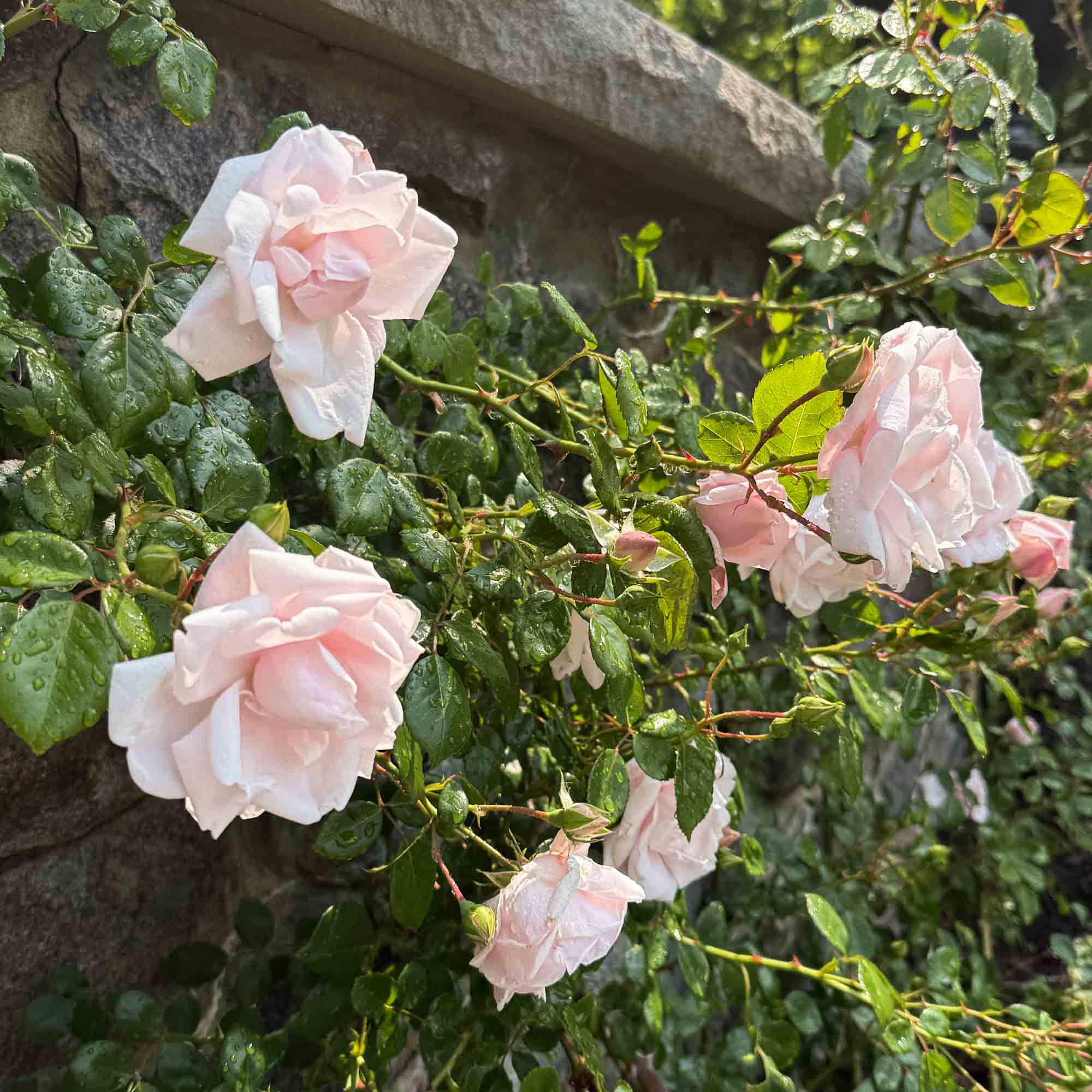 Roses For Hardiness Zone 4 – Heirloom