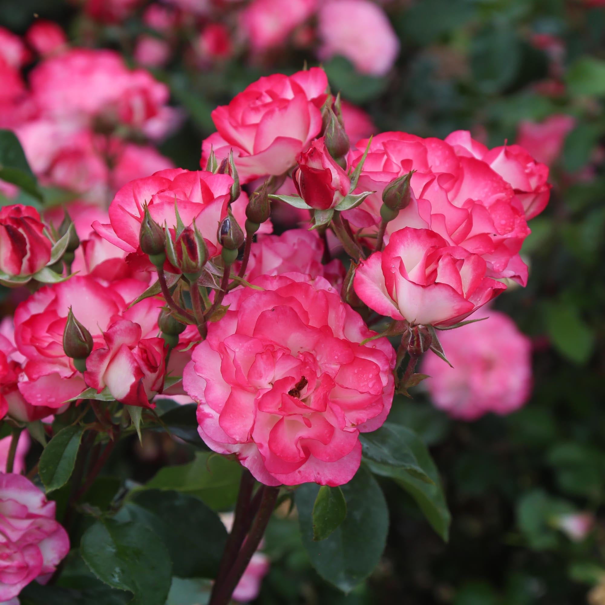 Nicole Floribunda Rose | Colorful Rose Bush – Heirloom