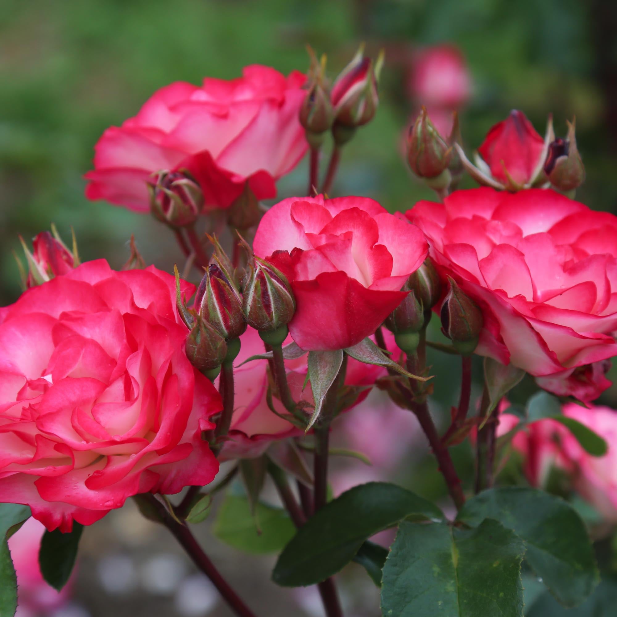 Nicole Floribunda Rose | Colorful Rose Bush – Heirloom