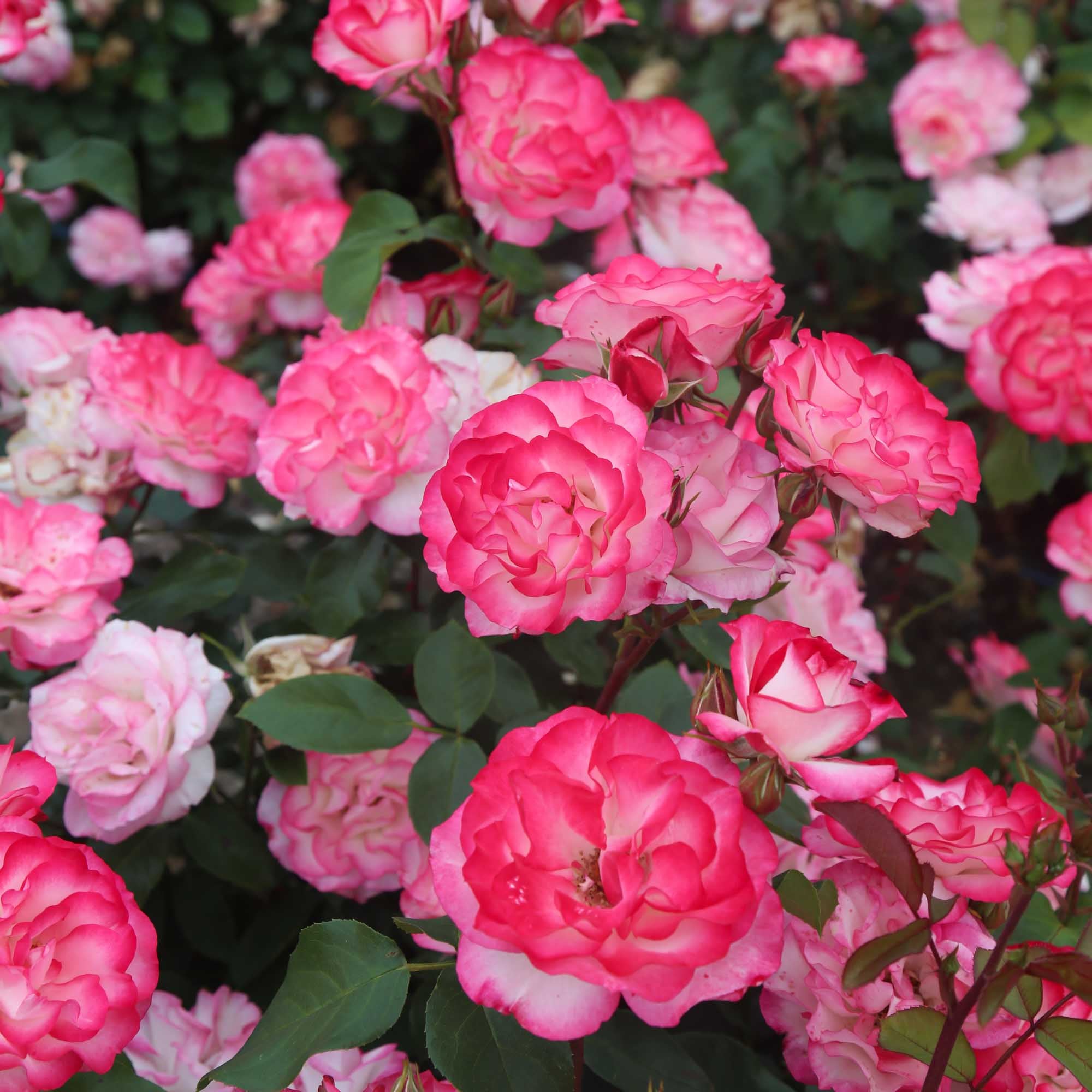 Nicole Floribunda Rose | Colorful Rose Bush – Heirloom