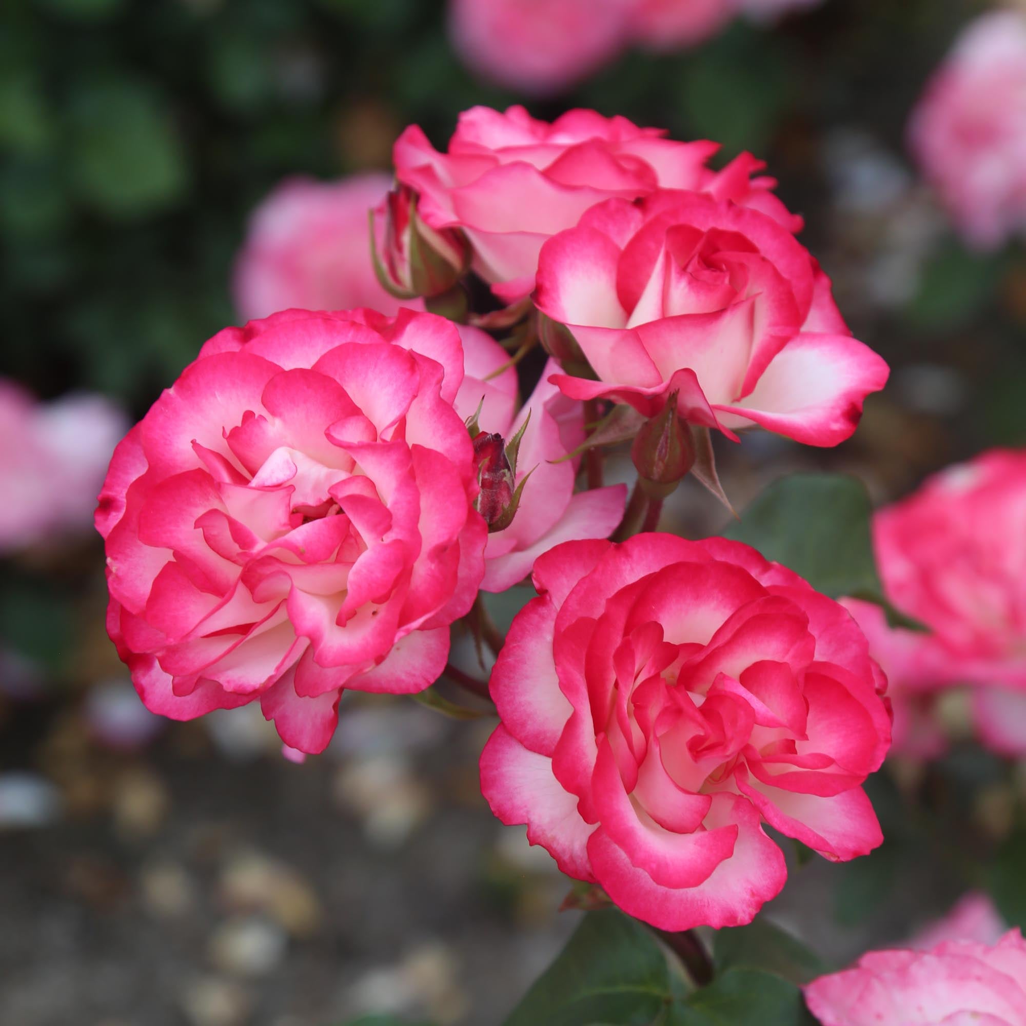 ♡ROSE♡ Nicole Floribunda Rose | Colorful Rose Bush – Heirloom