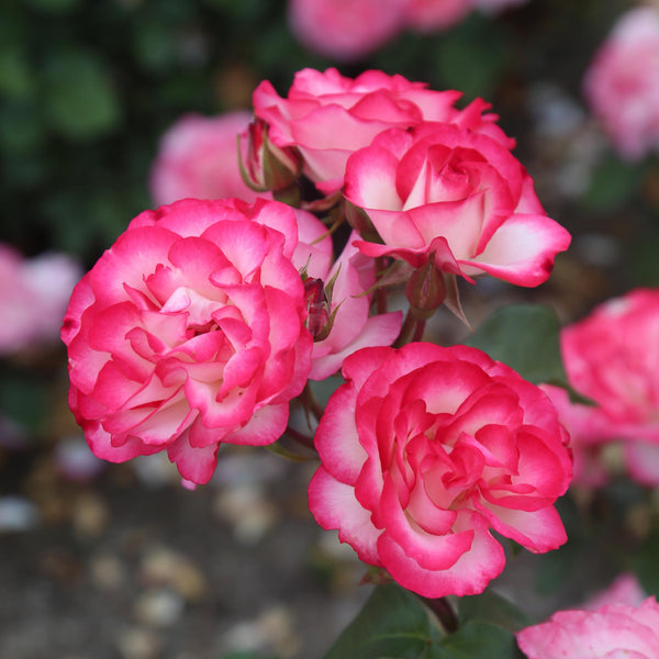 Nicole Floribunda Rose | Colorful Rose Bush – Heirloom