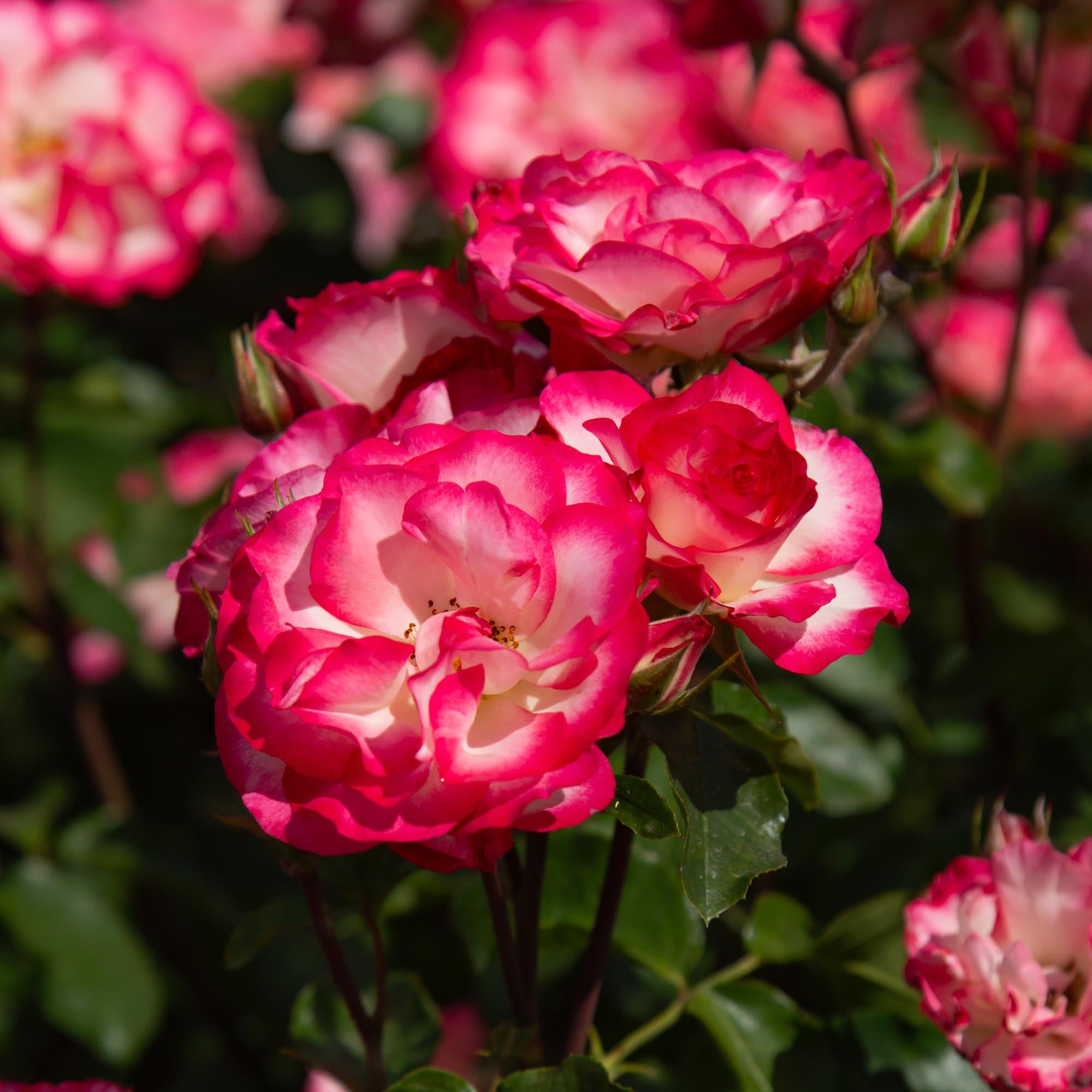 Nicole Floribunda Rose | Colorful Rose Bush – Heirloom
