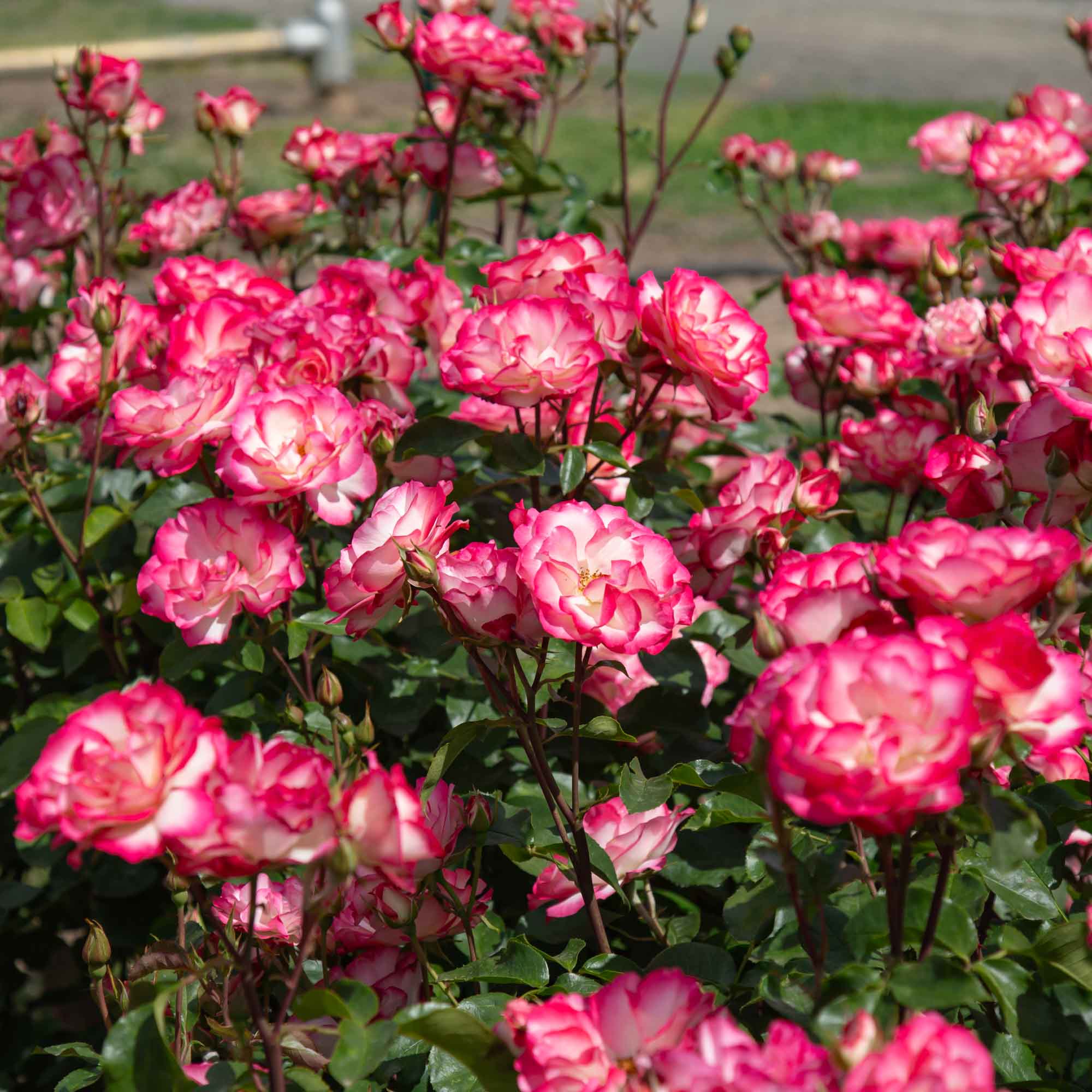 Nicole Floribunda Rose | Colorful Rose Bush – Heirloom