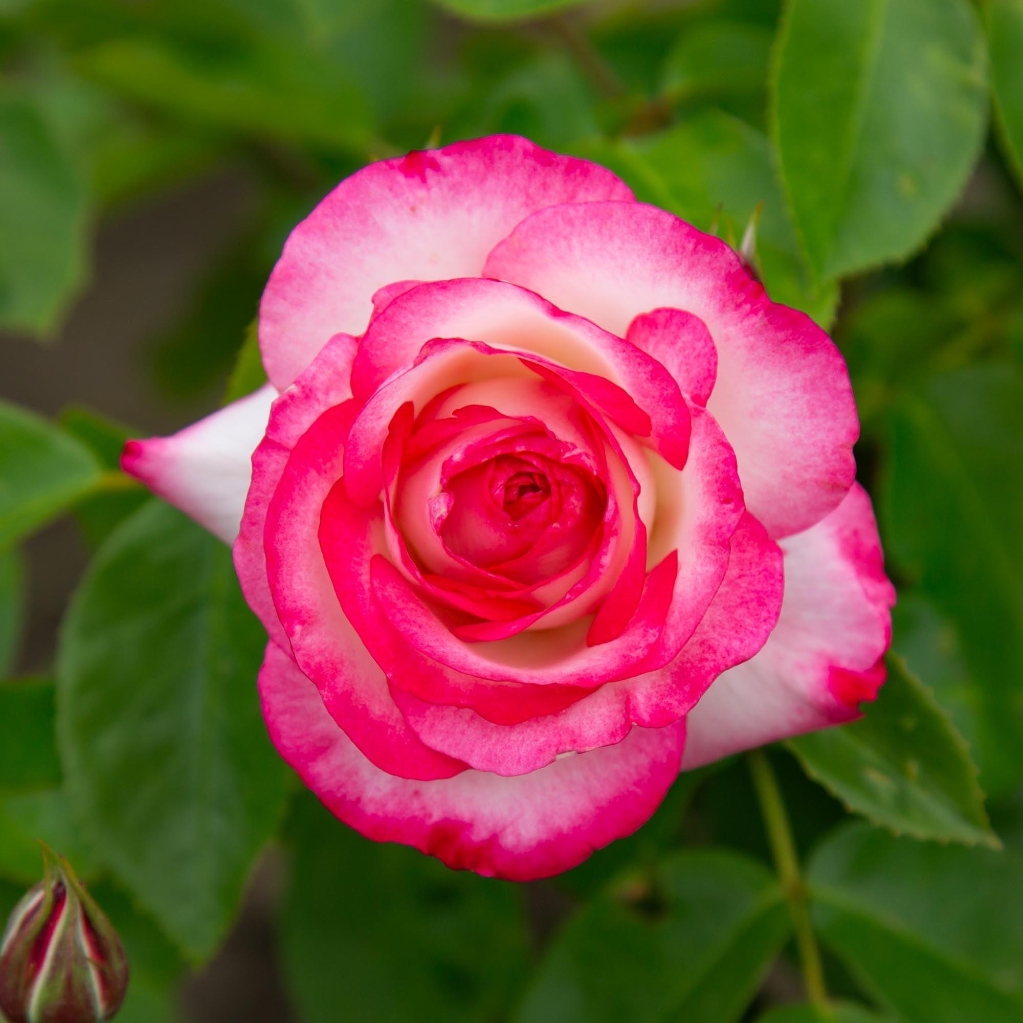 ♡Rose rose♡ Nicole Floribunda Rose | Colorful Rose Bush – Heirloom
