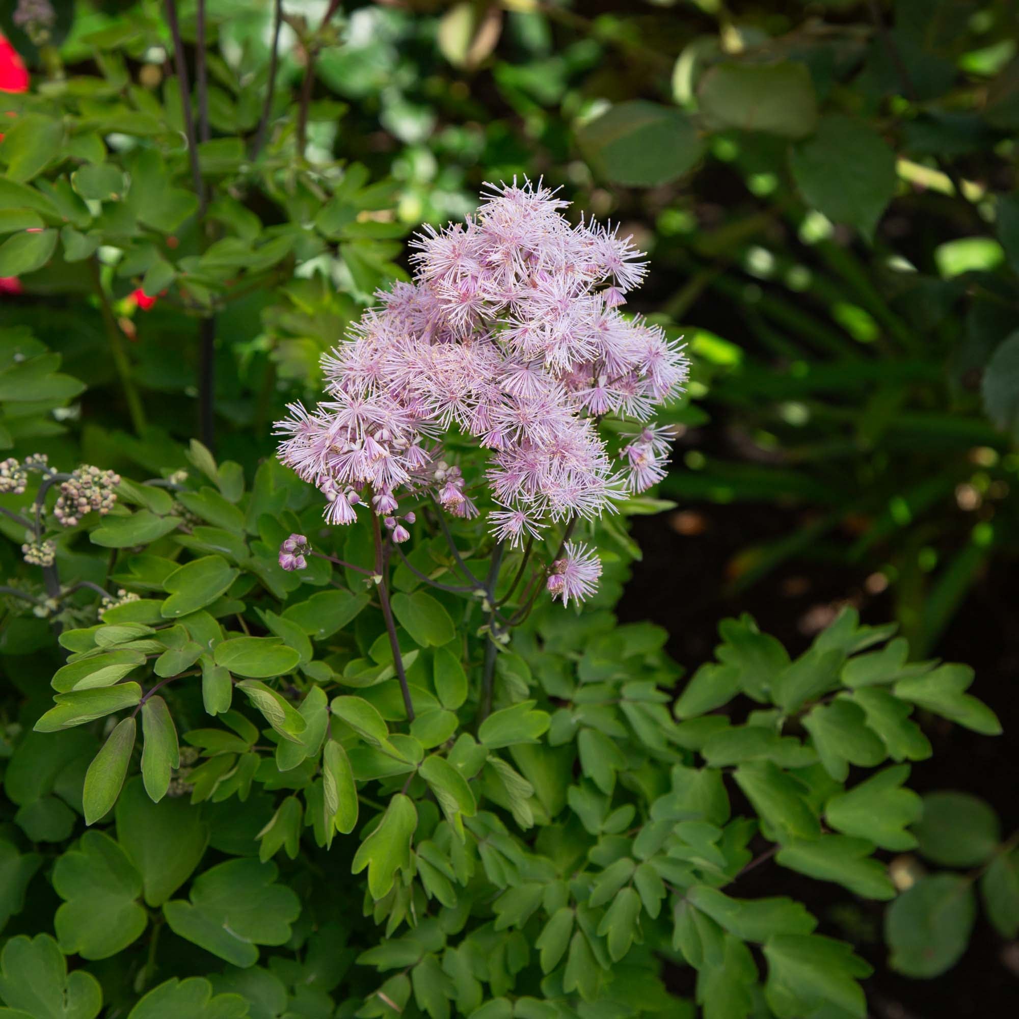 Nimbus™ Pink