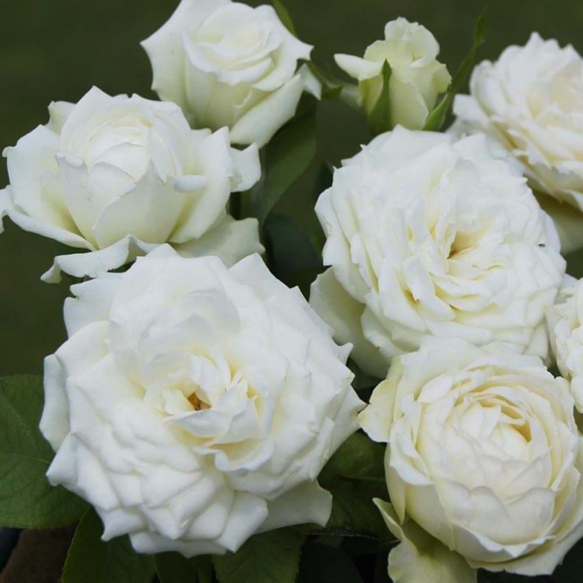 Nona | White Floribunda Rose Bush – Heirloom
