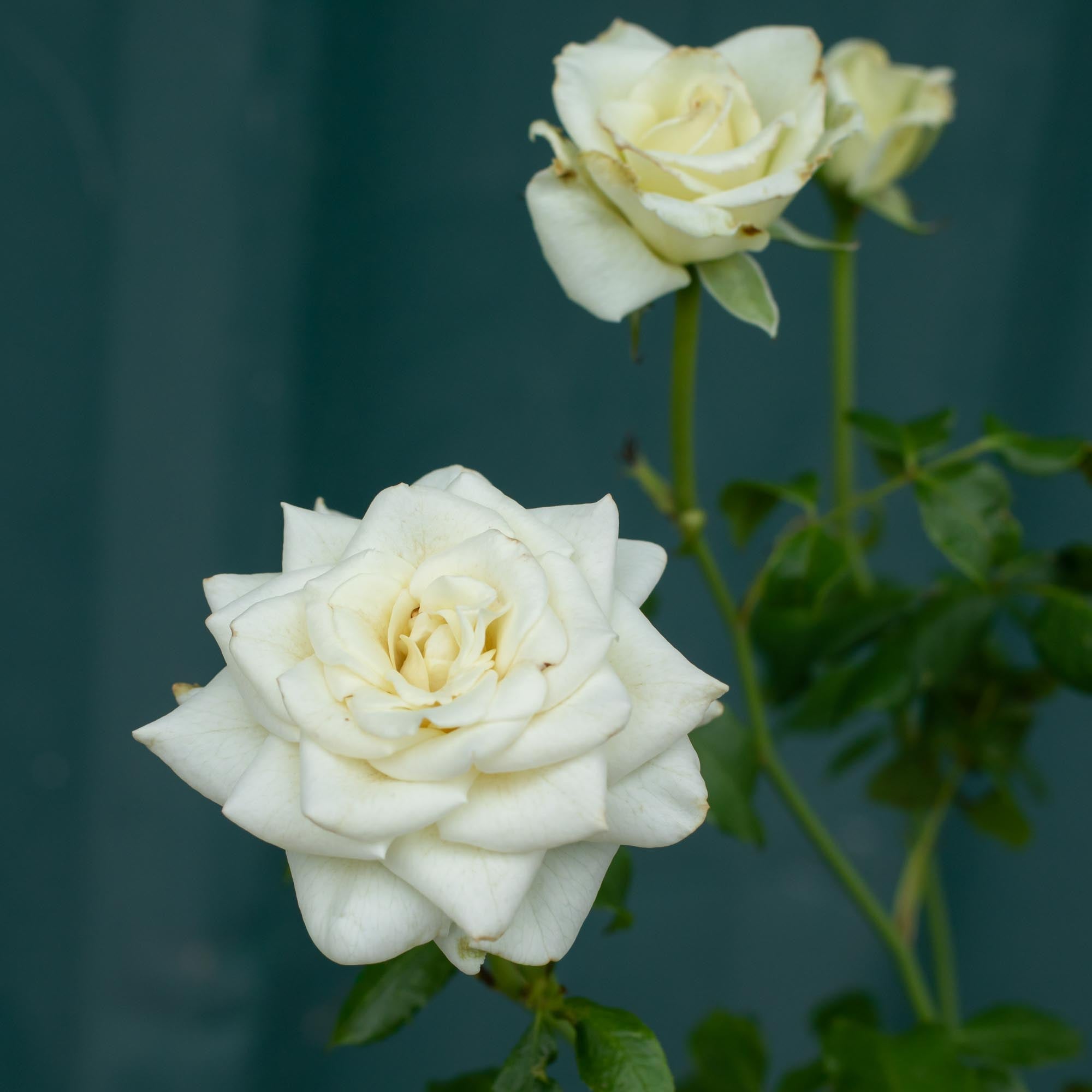 Nona | White Floribunda Rose Bush – Heirloom