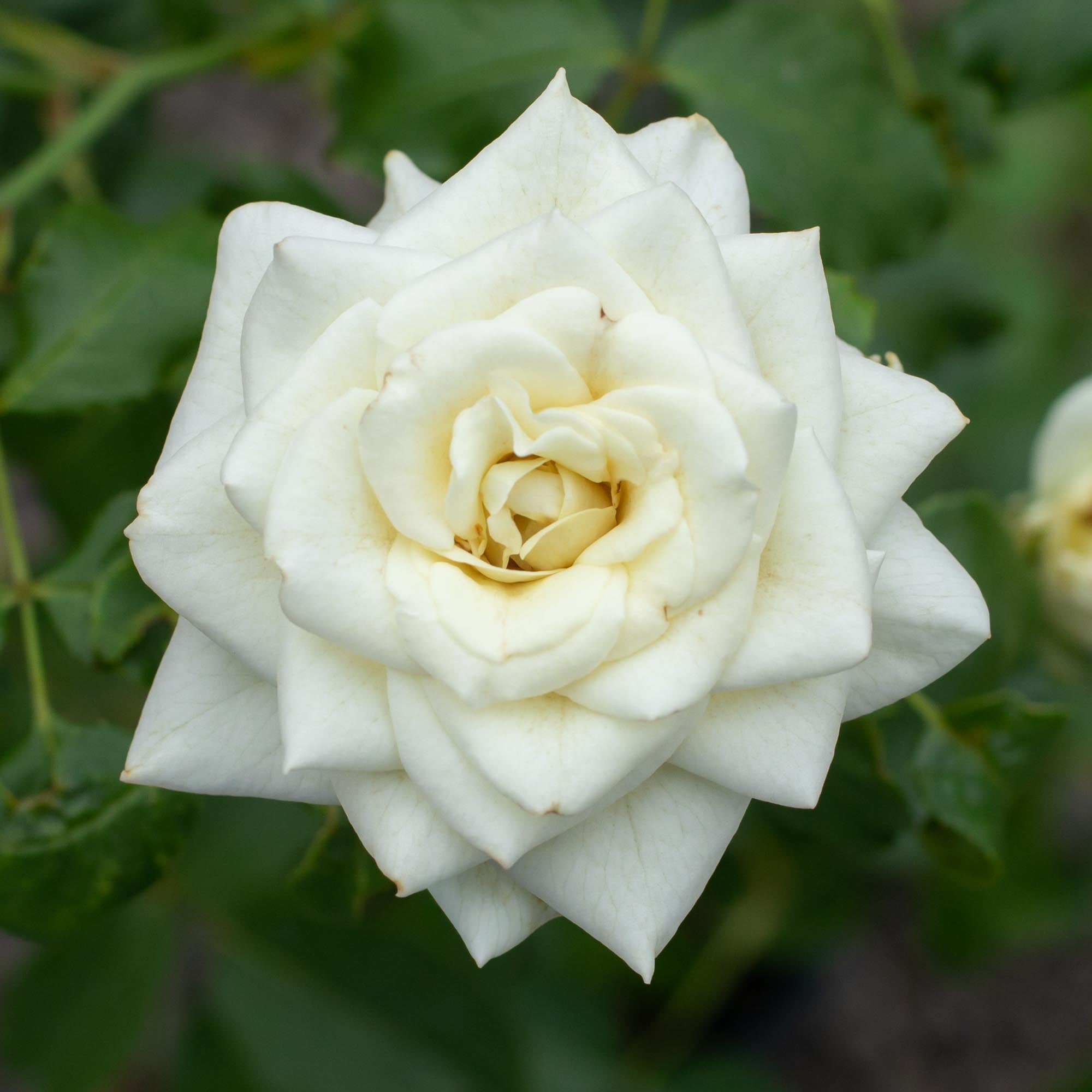 Nona | White Floribunda Rose Bush – Heirloom