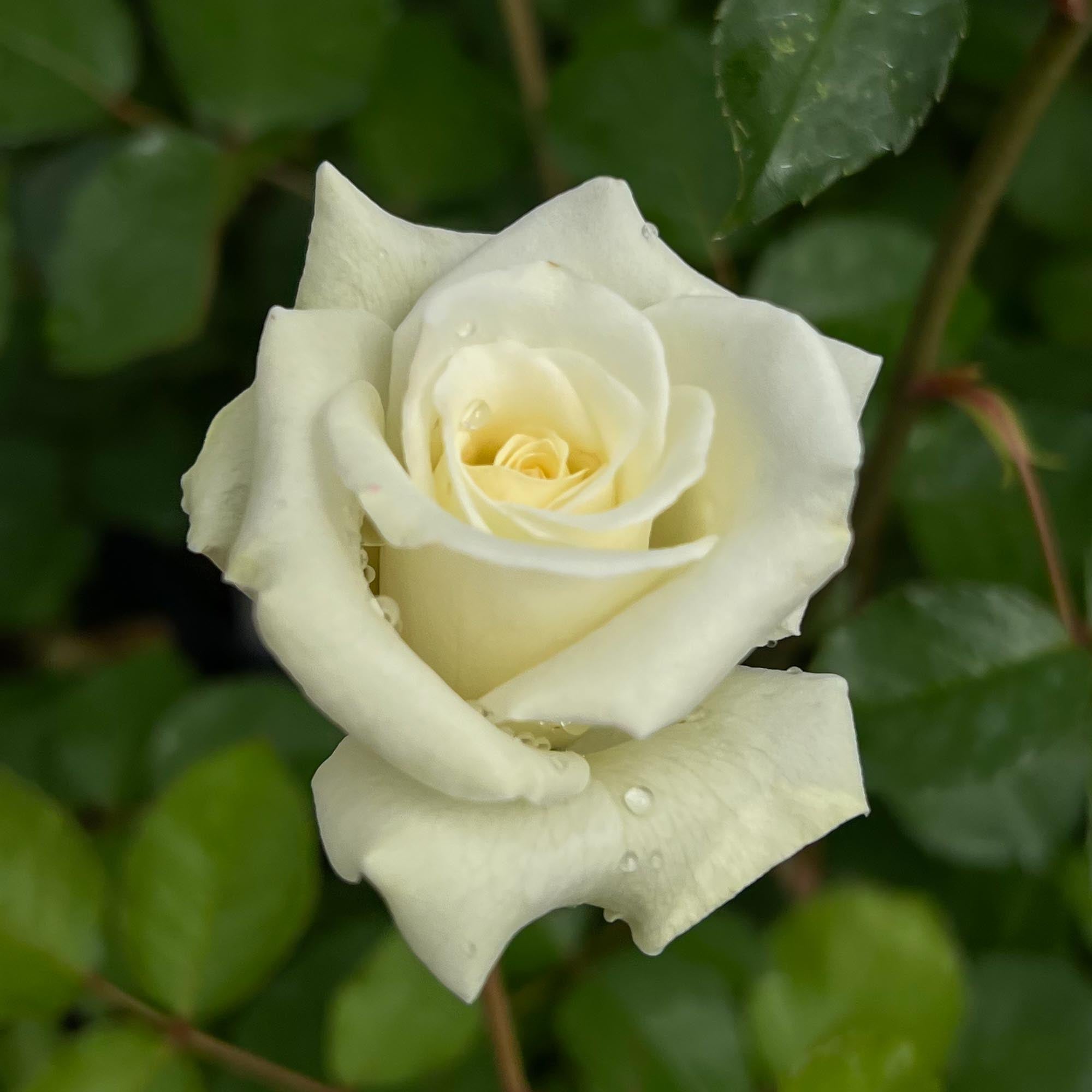Nona | White Floribunda Rose Bush – Heirloom