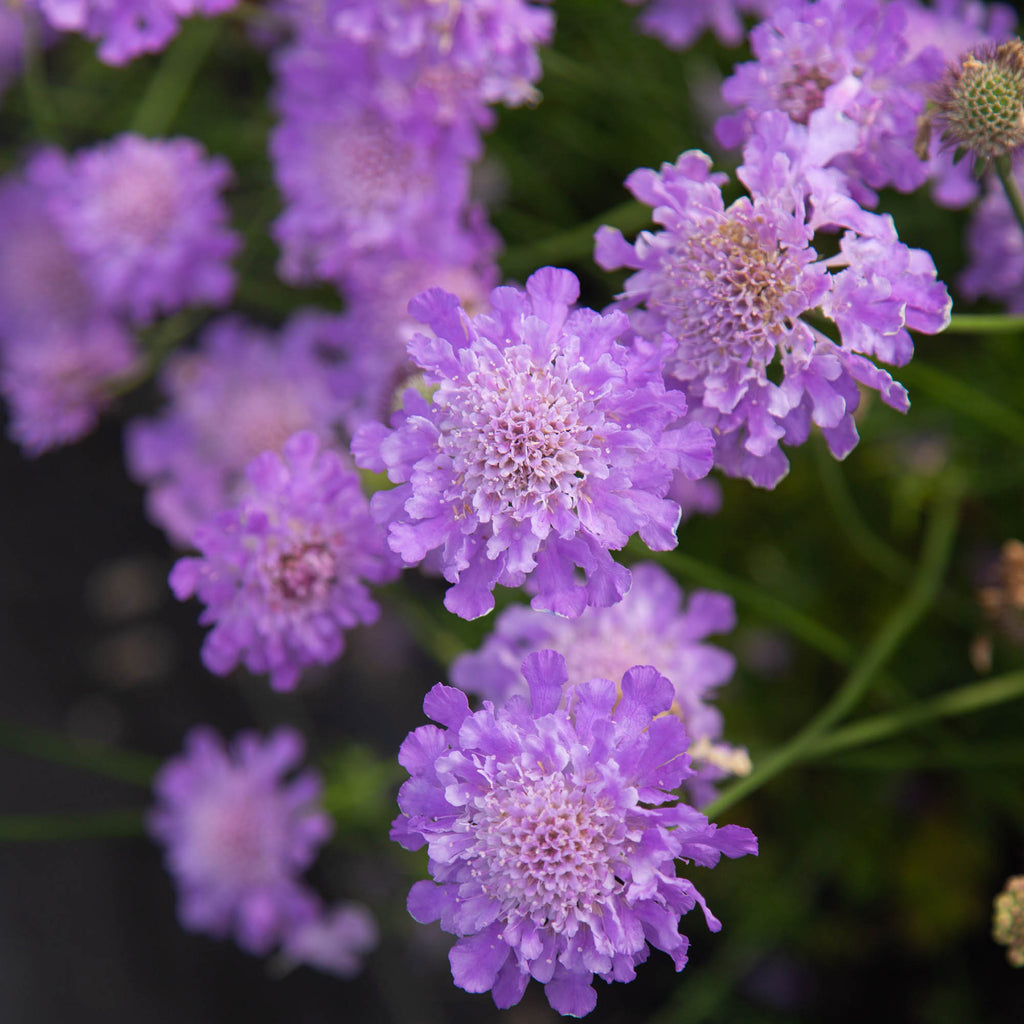 Nova® Dew Drops