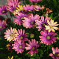 Zion™ Pink Sun