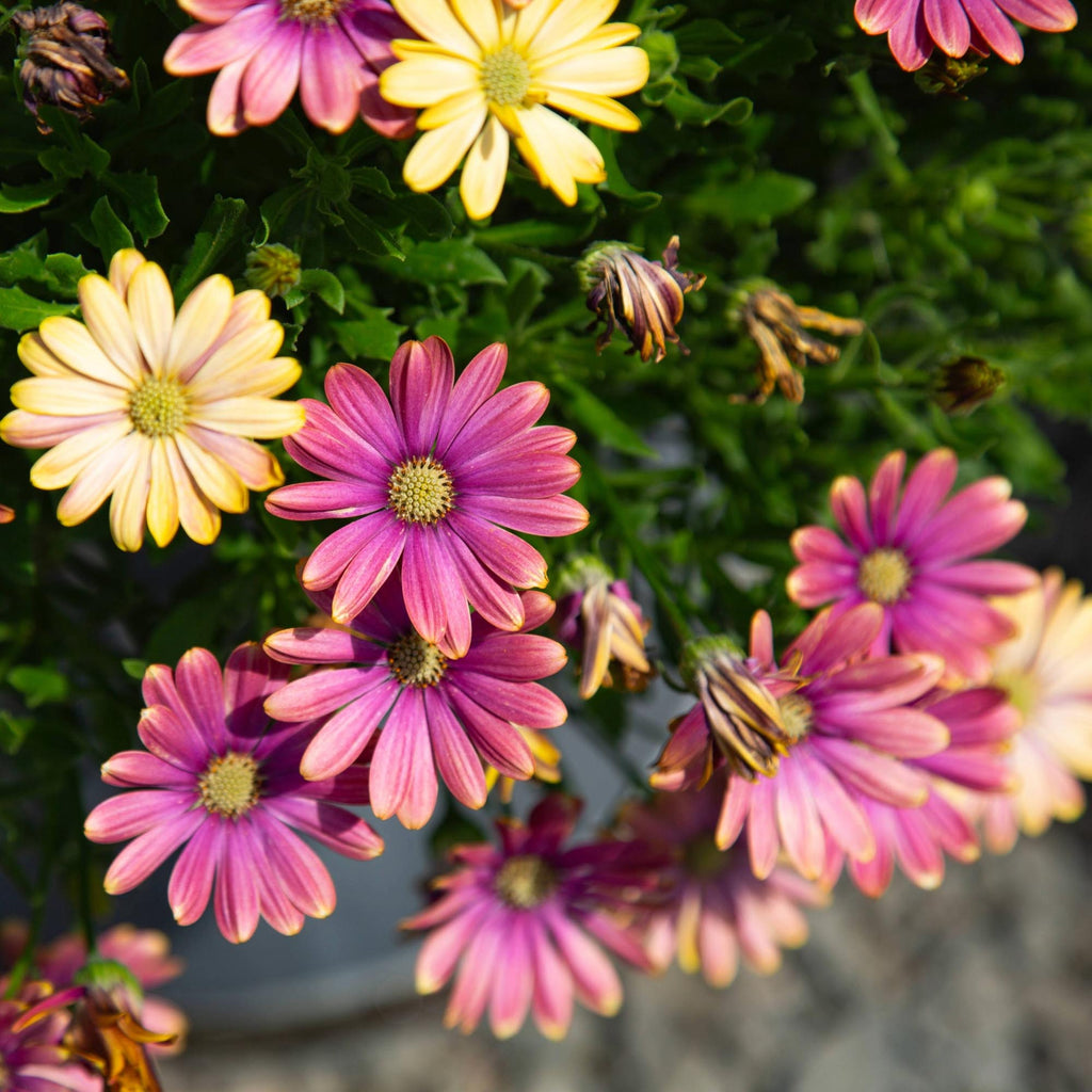 Zion™ Pink Sun