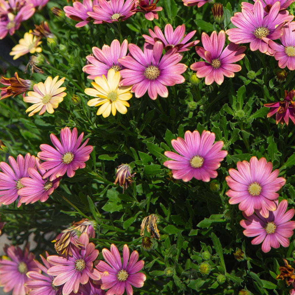 Zion™ Pink Sun