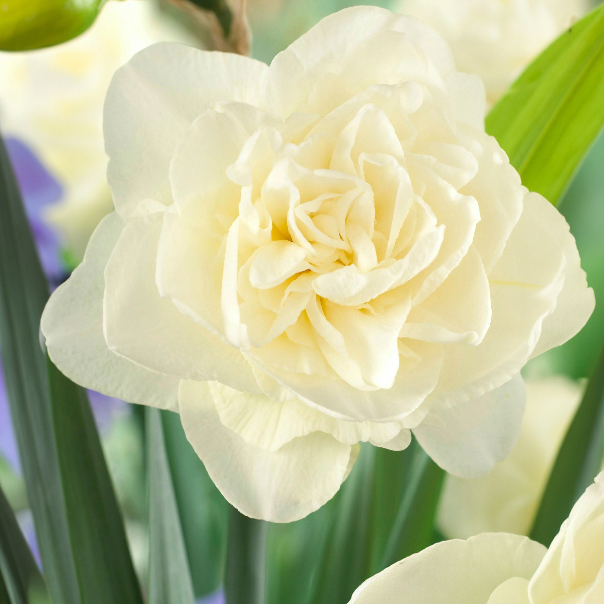 Obdam