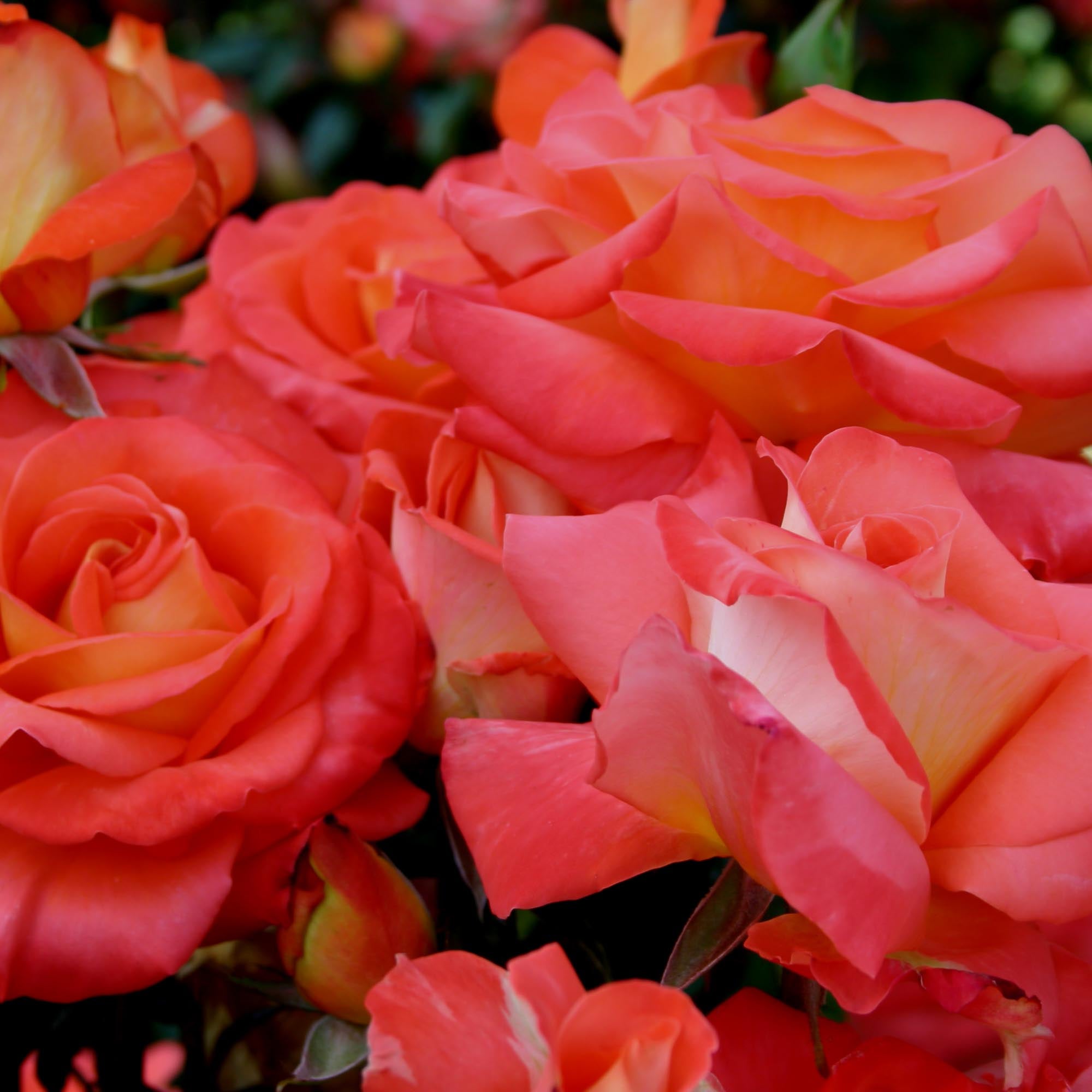 Octoberfest™