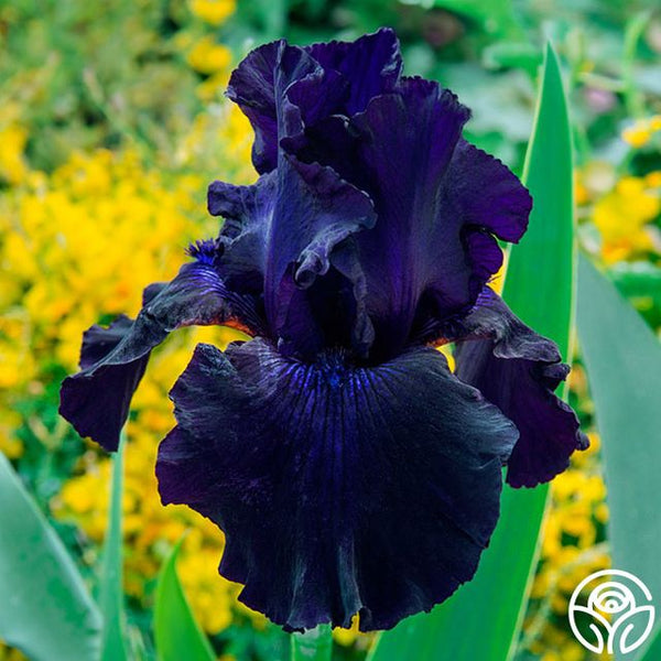 Edwards　レインディア　フロイドローズ　美品 Ozark Rebounder | Colorful Iris For Garden – Heirloom
