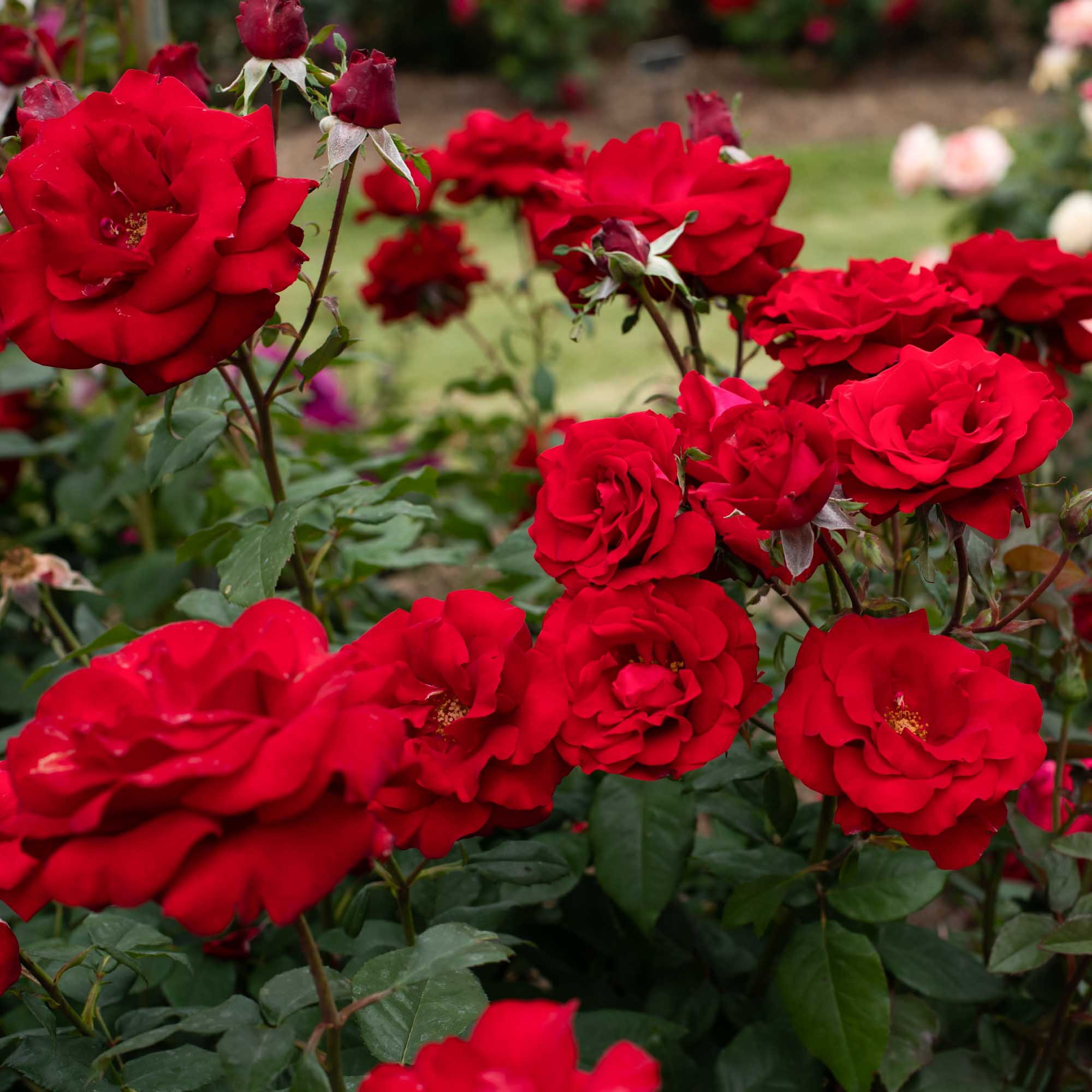 Oh My! Floribunda Rose | Red Rose Plant – Heirloom