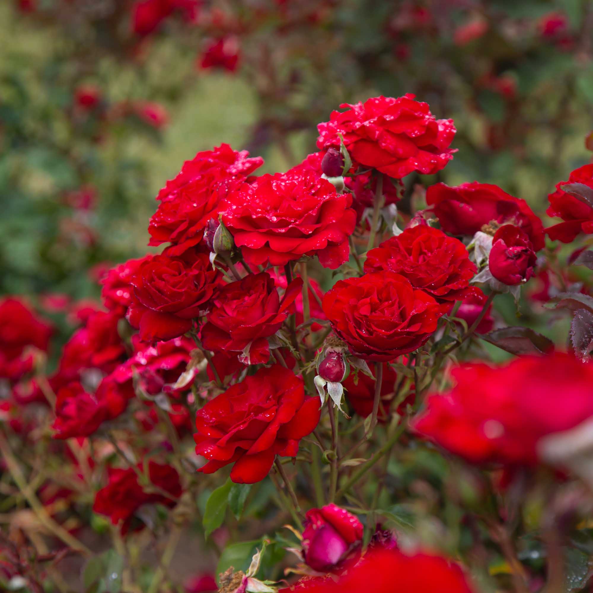 rosemama(プロフ読んで下さいね)です。 Oh My! Floribunda Rose | Red Rose Plant – Heirloom