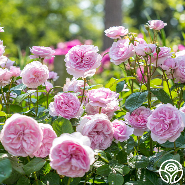 David Austin Roses Olivia Rose Austin Shrub Rose