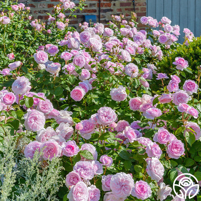Heirloom Roses English Shrub Rose