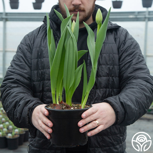 Potted Tulip