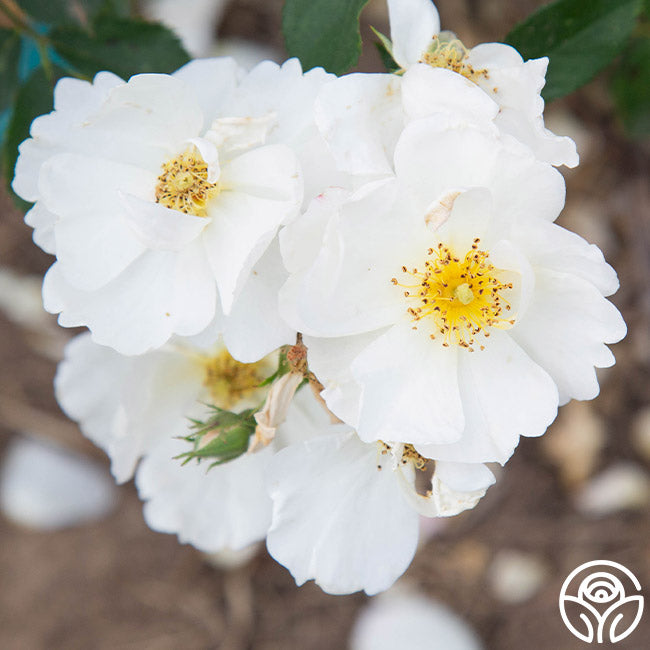 Omi Oswald Hybrid Musk Rose | Yellow Rose Bush – Heirloom Roses